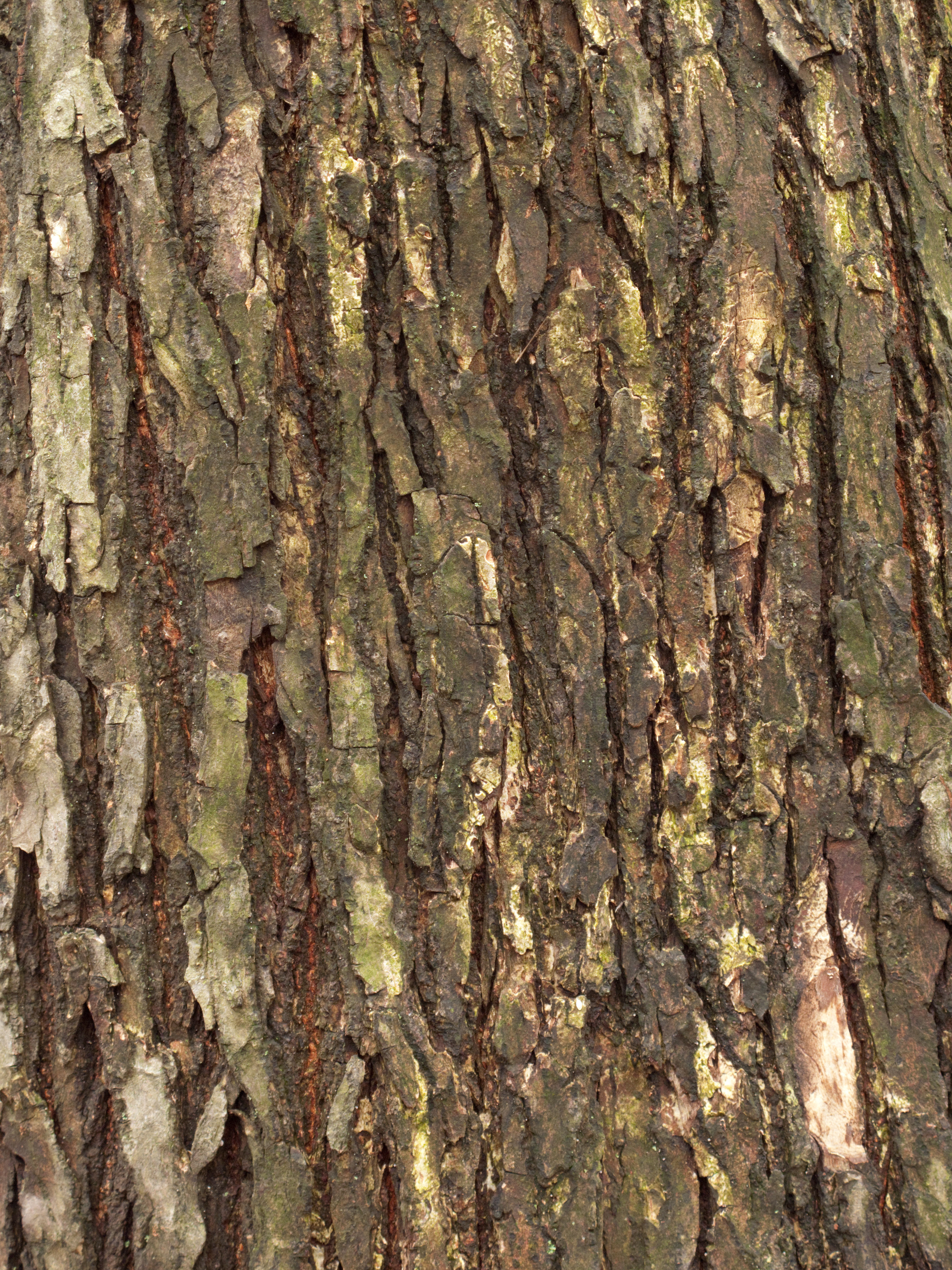 Bark of Ulmus americana