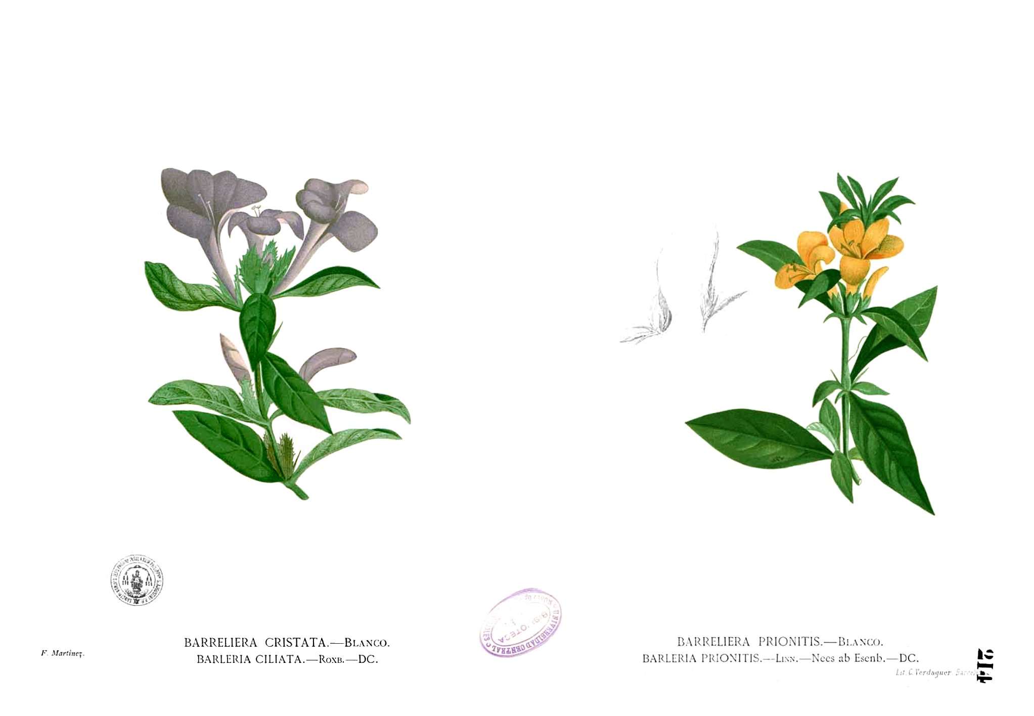 Barleria spp Blanco1.214