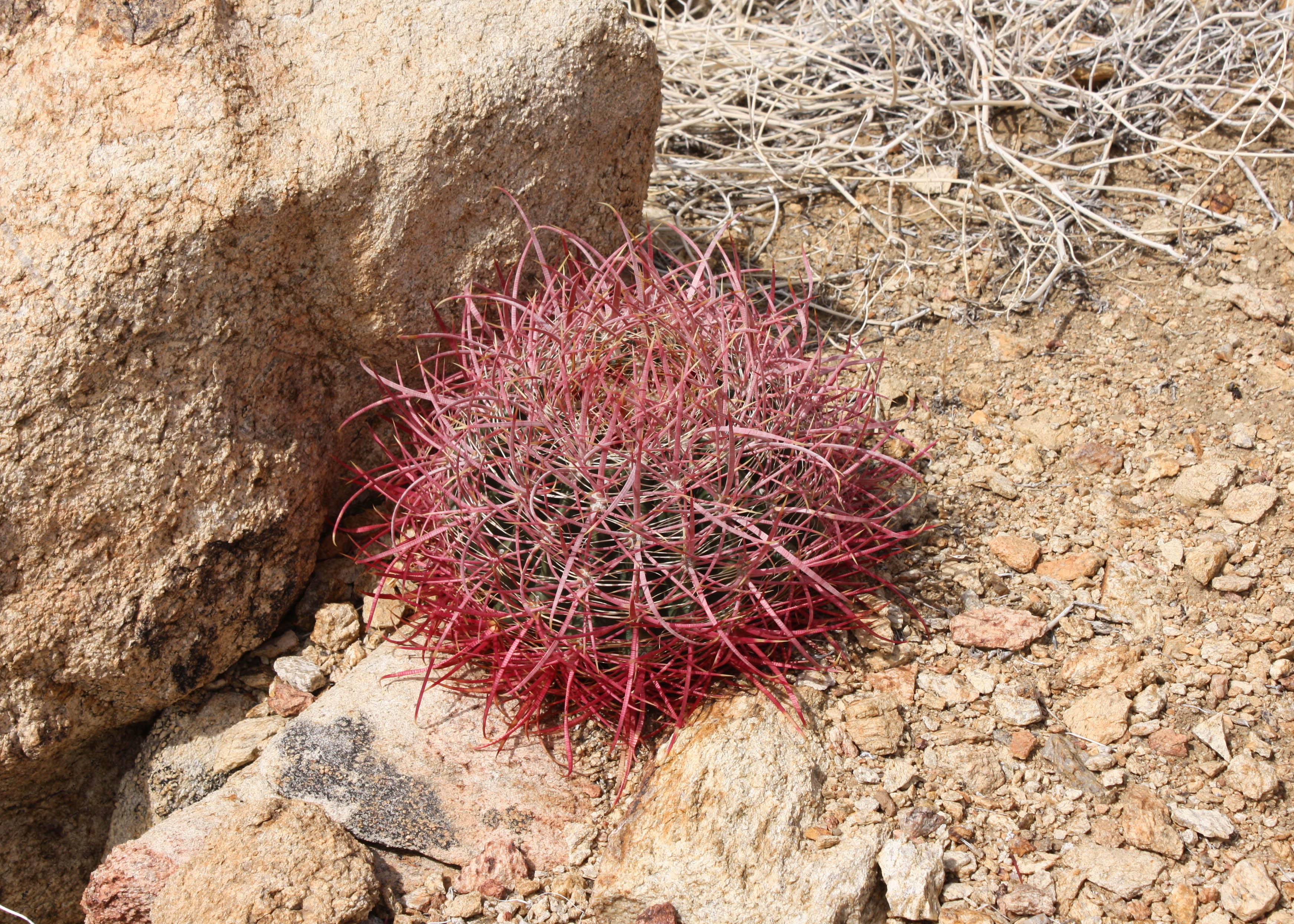 Barrel Cactus 01