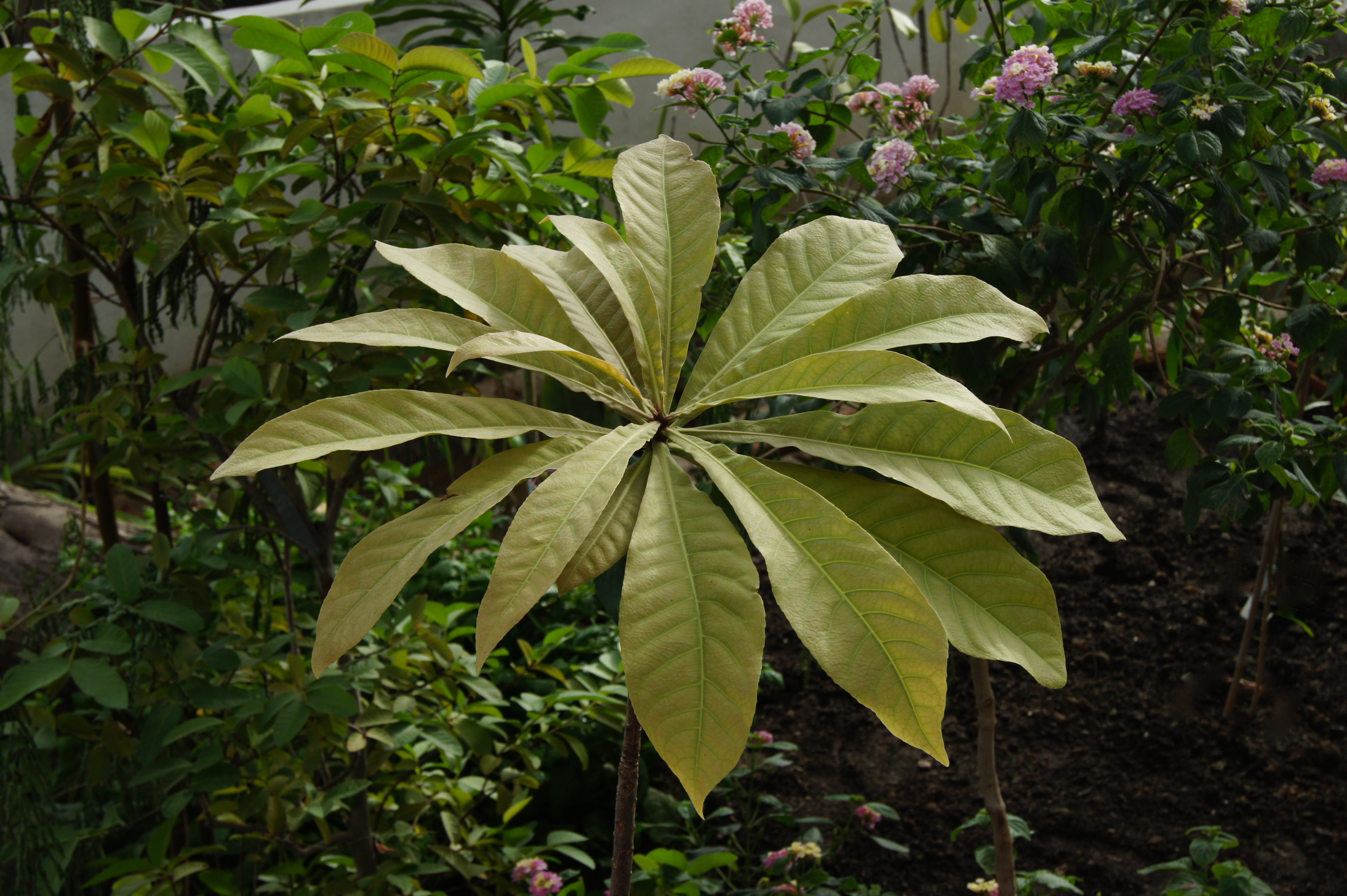 Barringtonia neocaledonica JdP