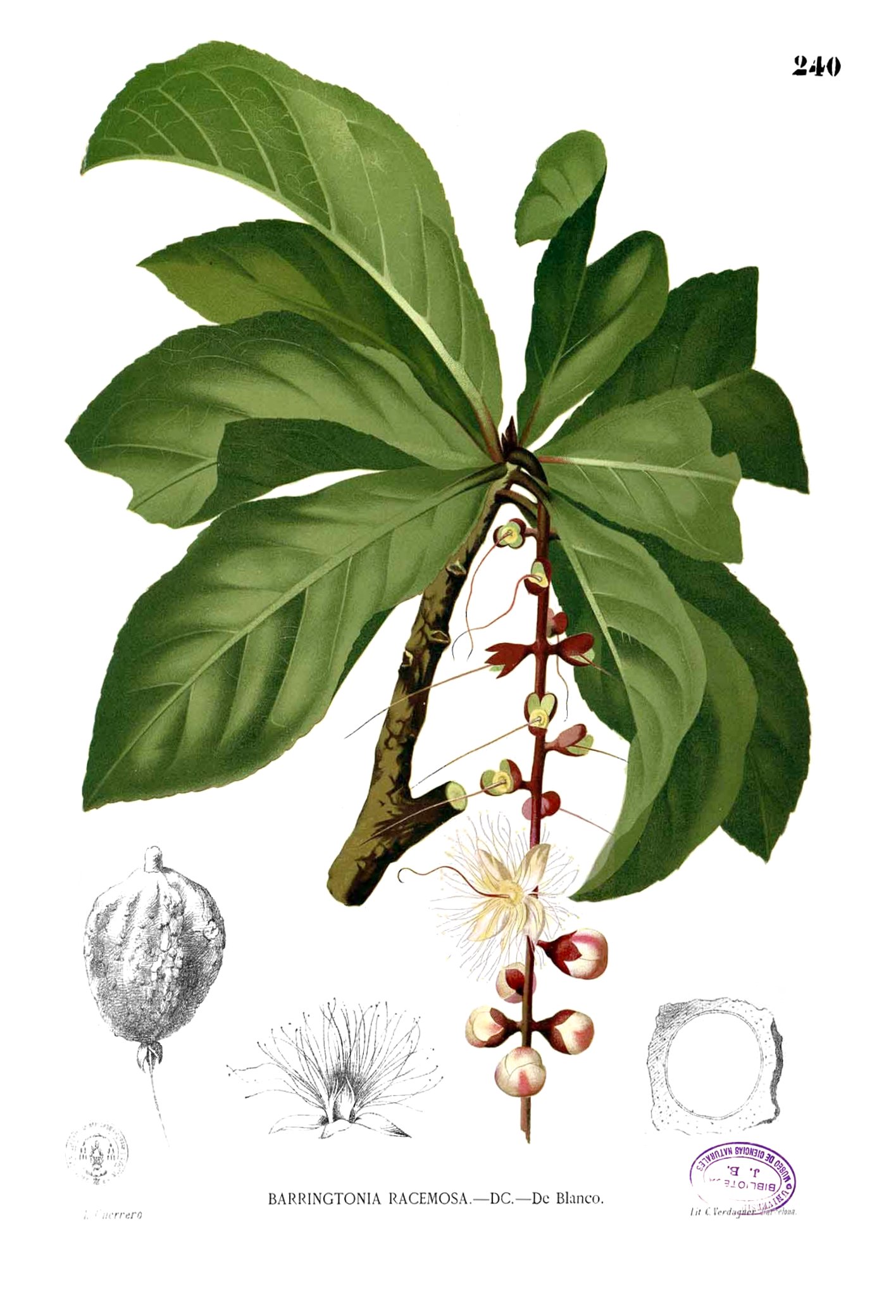 Barringtonia racemosa Blanco2.240