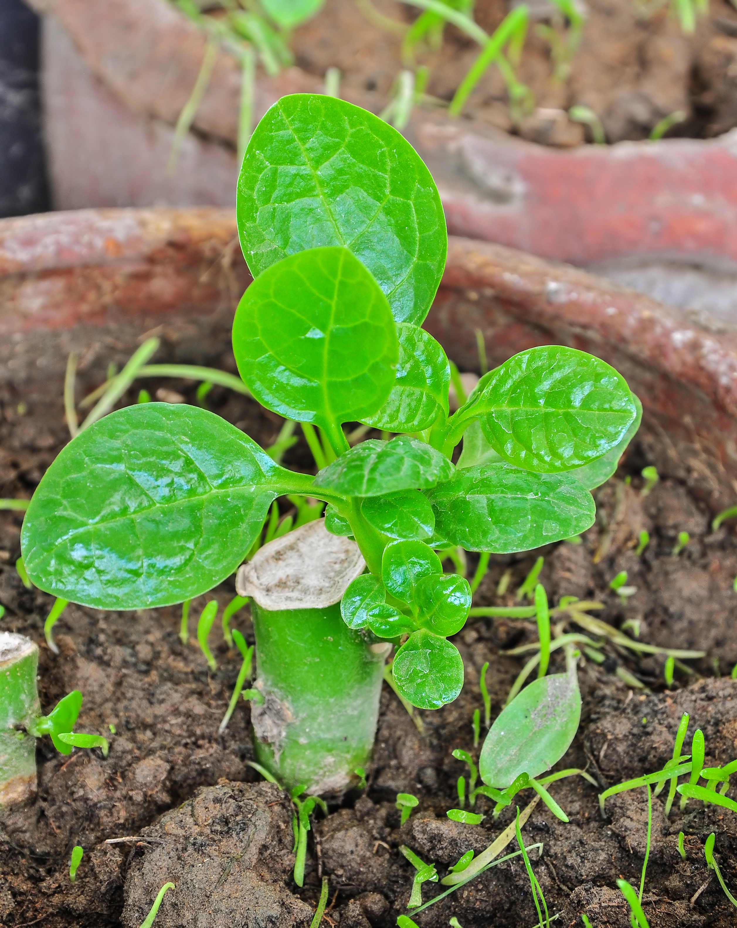Basella alba 29042014