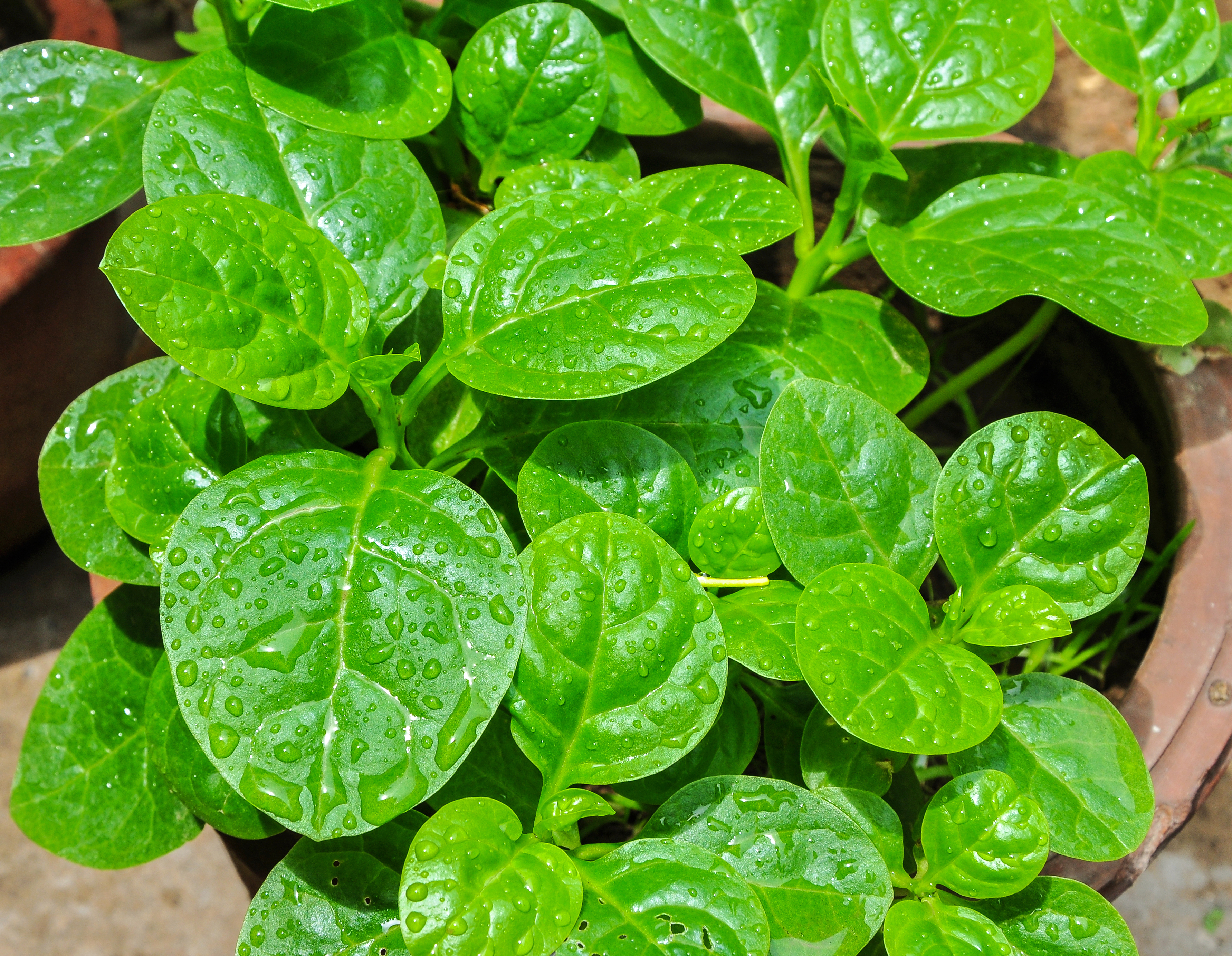Basella alba leaves 26052014