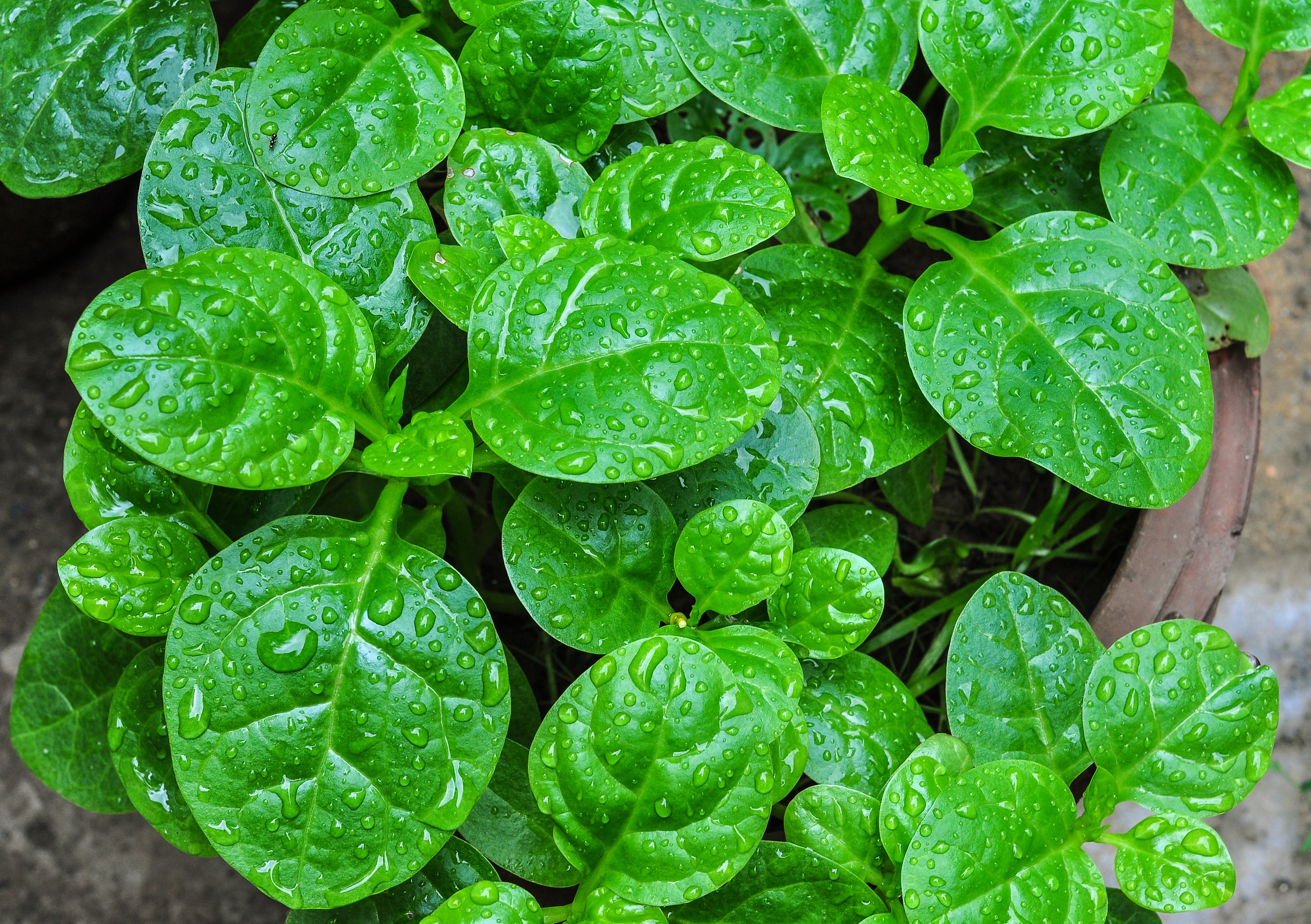 Basella alba leaves 27052014