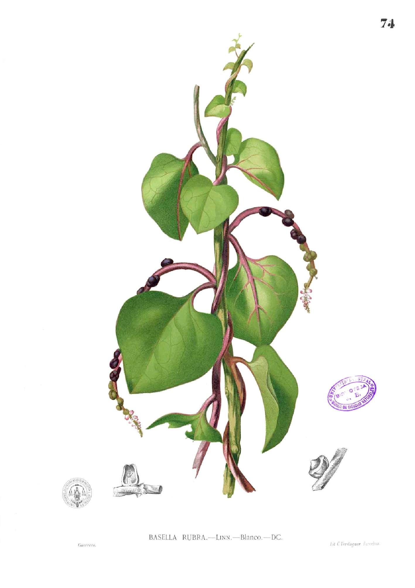 Basella rubra Blanco1.74