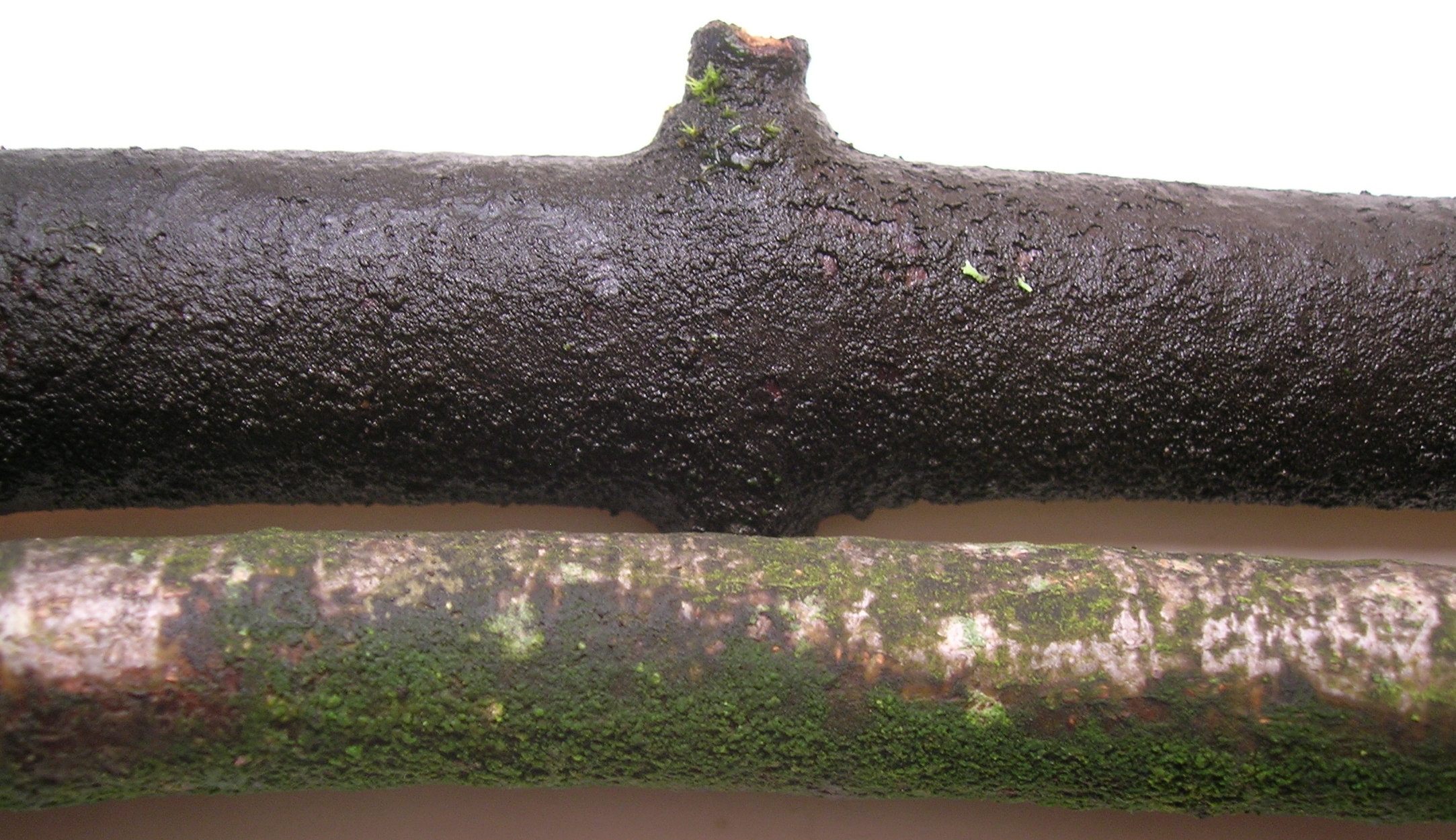 Baudoinia compniacensis on Sycamore and fungus free bark