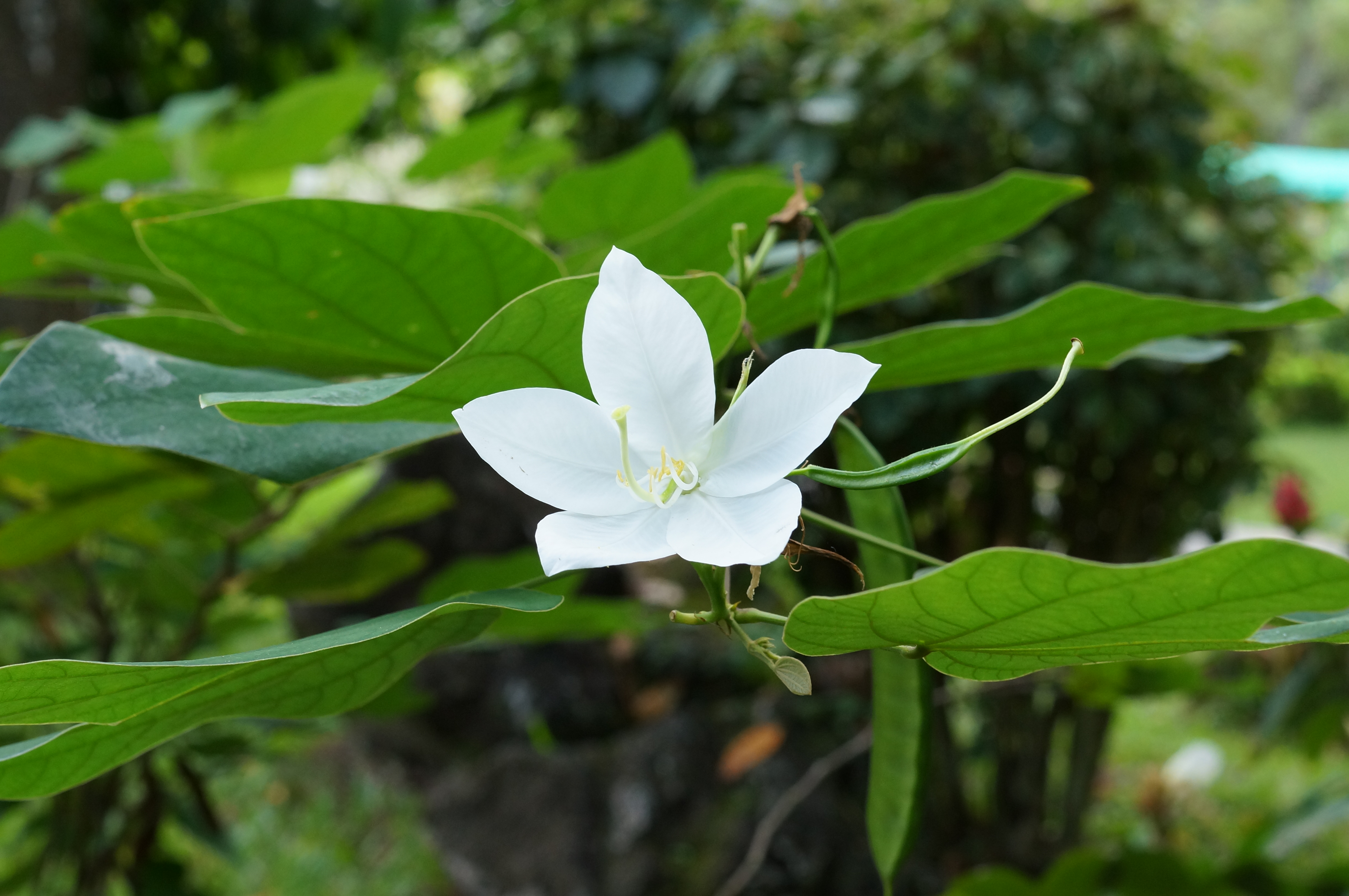 Bauhinia acuminata 01