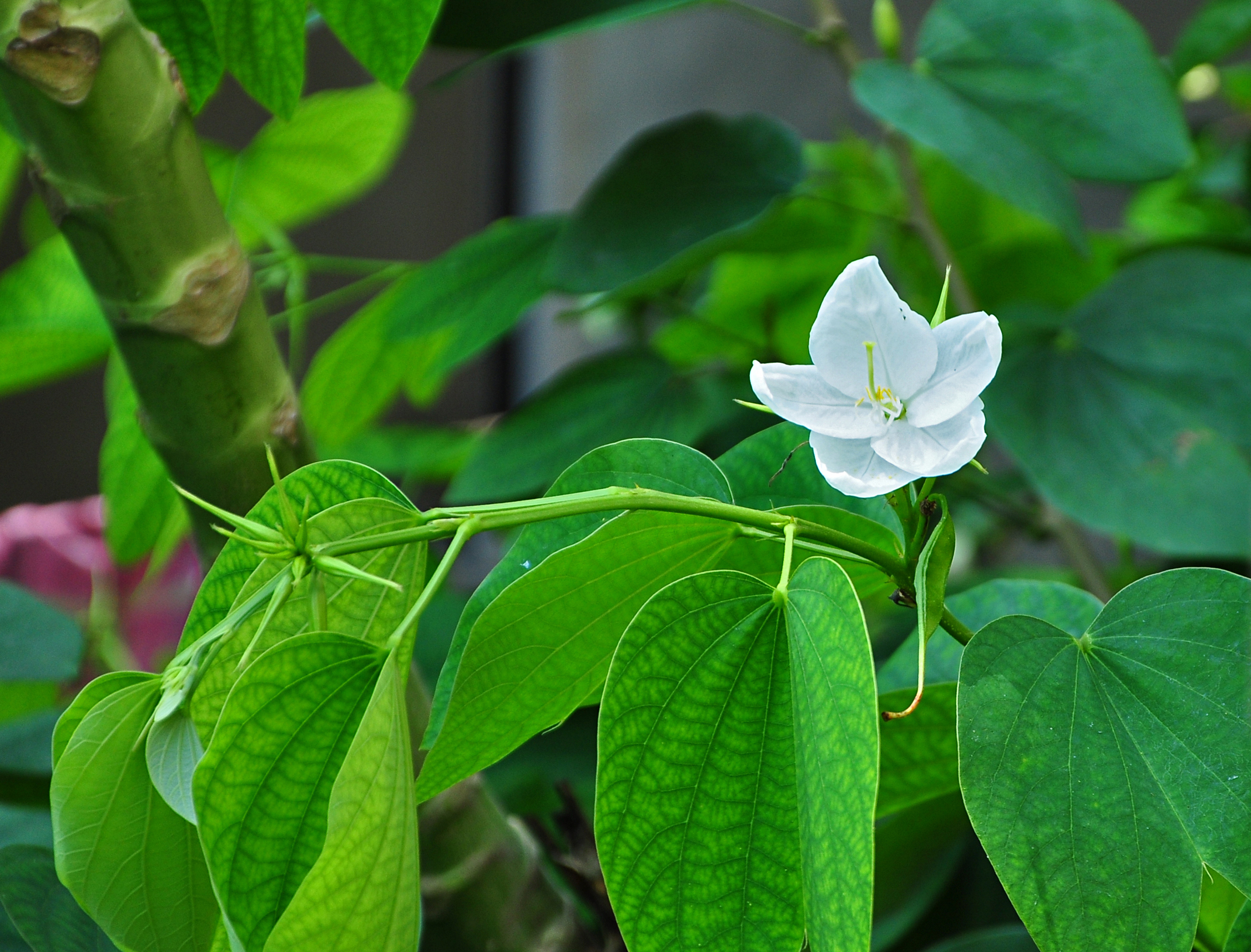 Bauhinia acuminata 16 08 2012