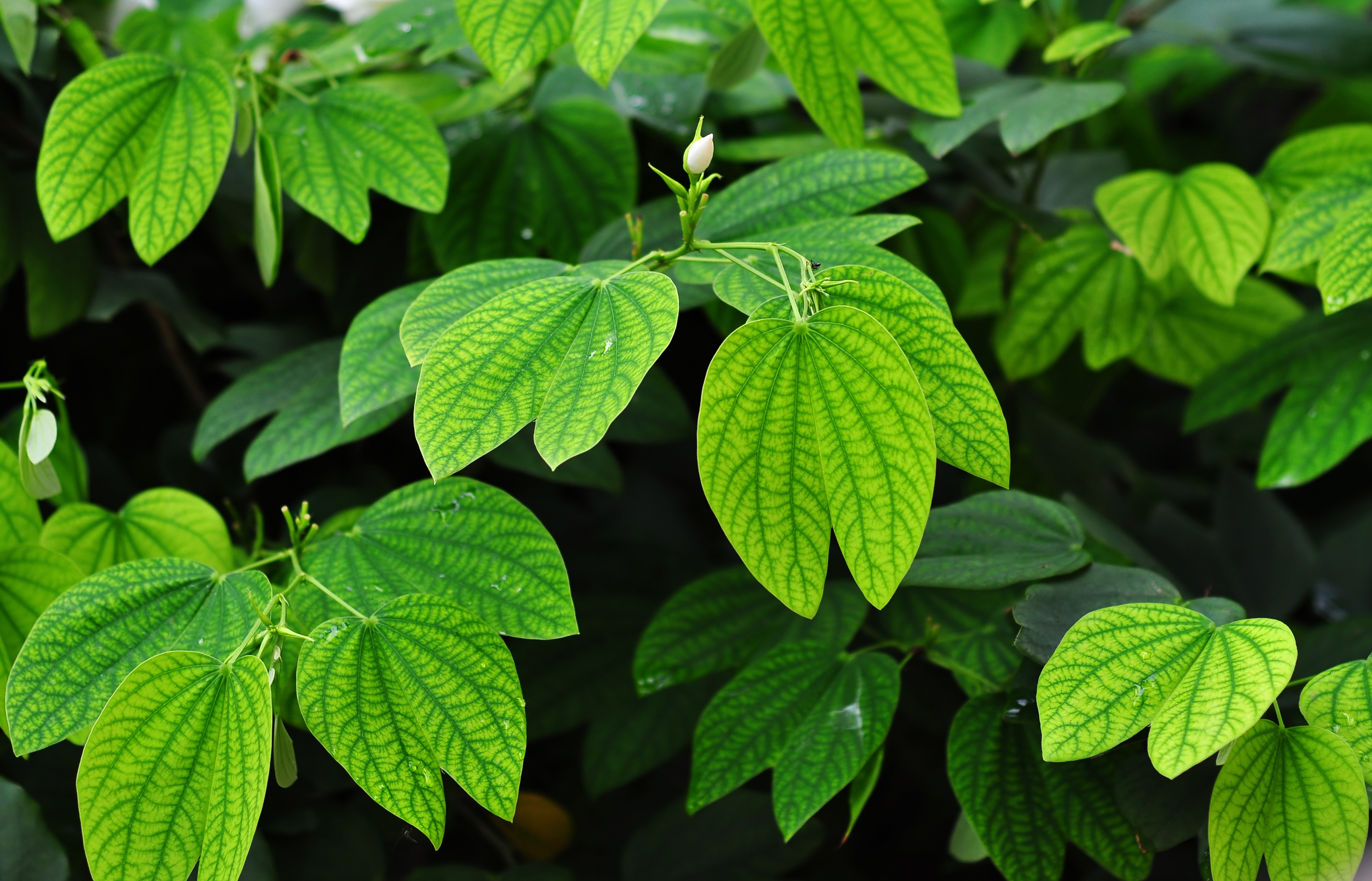 Bauhinia acuminata 22 08 2012