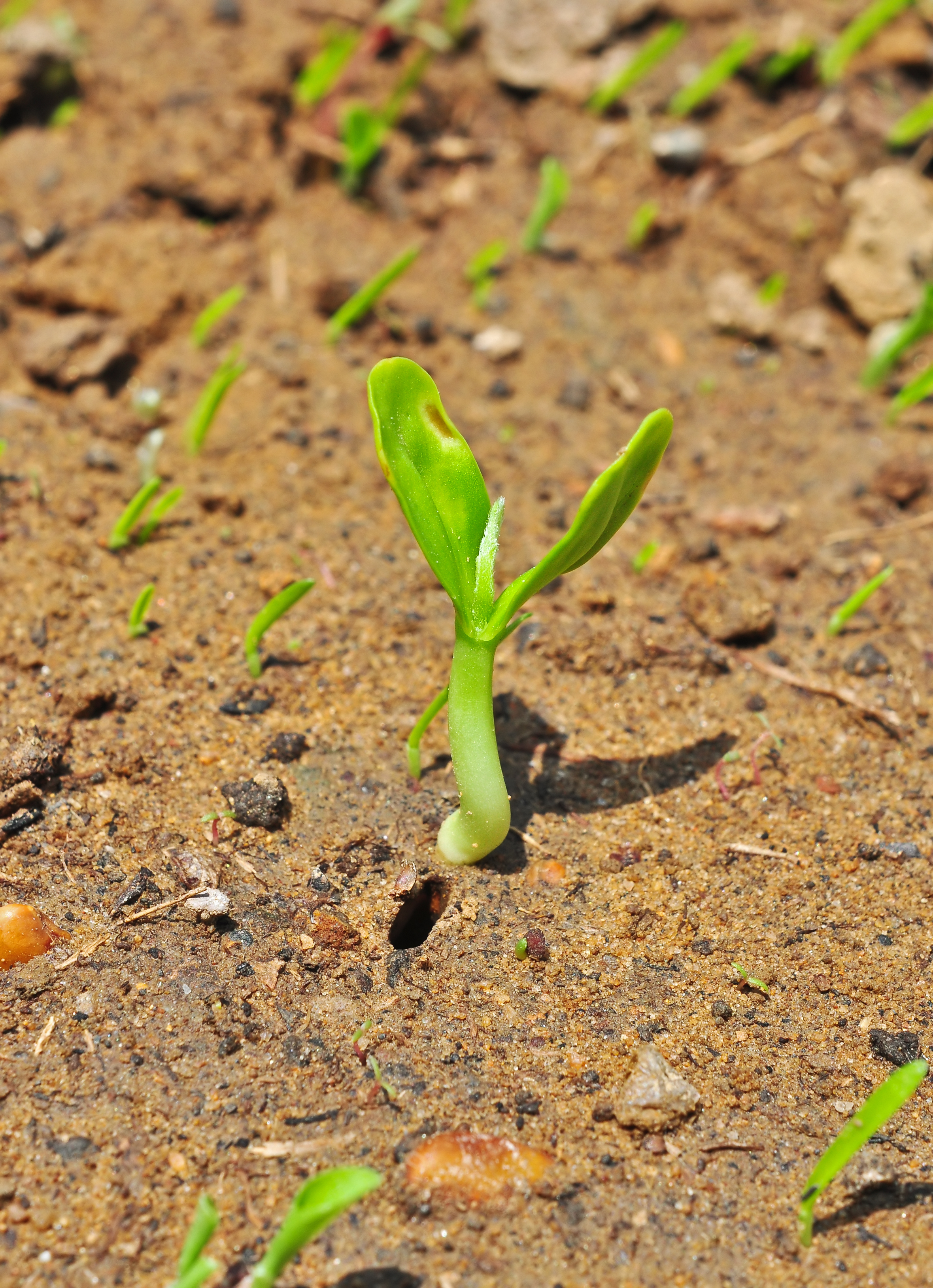 Bauhinia acuminata plantlet 14042014