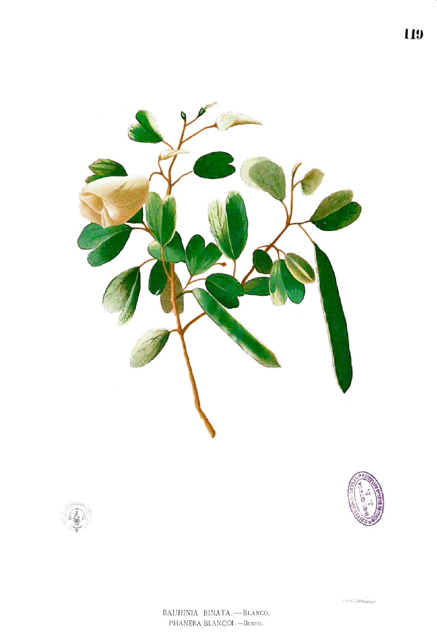 Bauhinia binata Blanco1.119