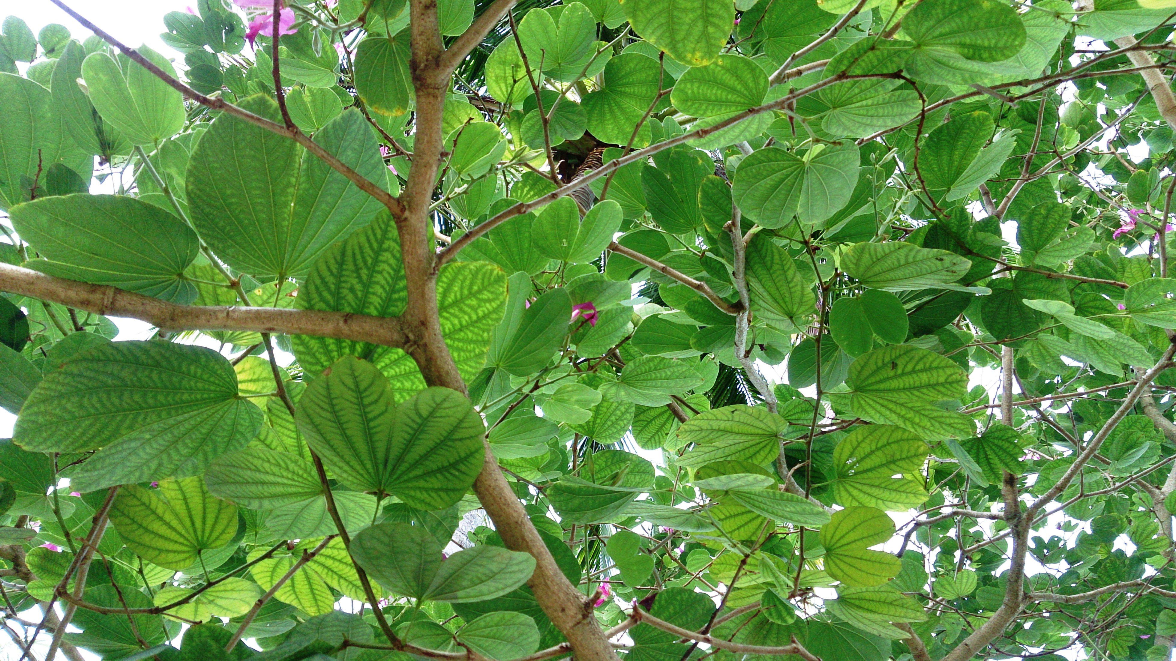 Bauhinia blakeana 3