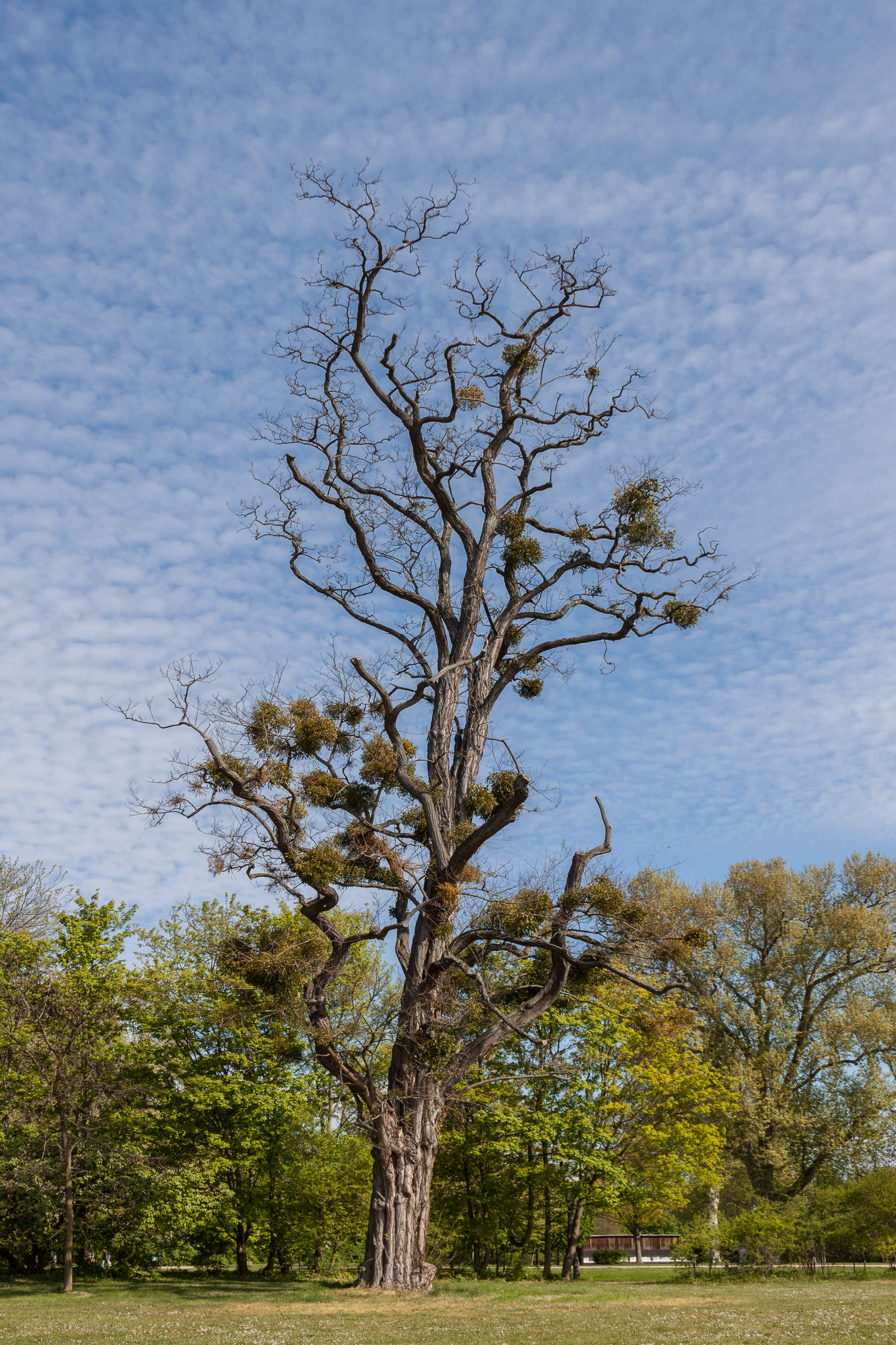 Baum mit Misteln im Schlosspark Biebrich