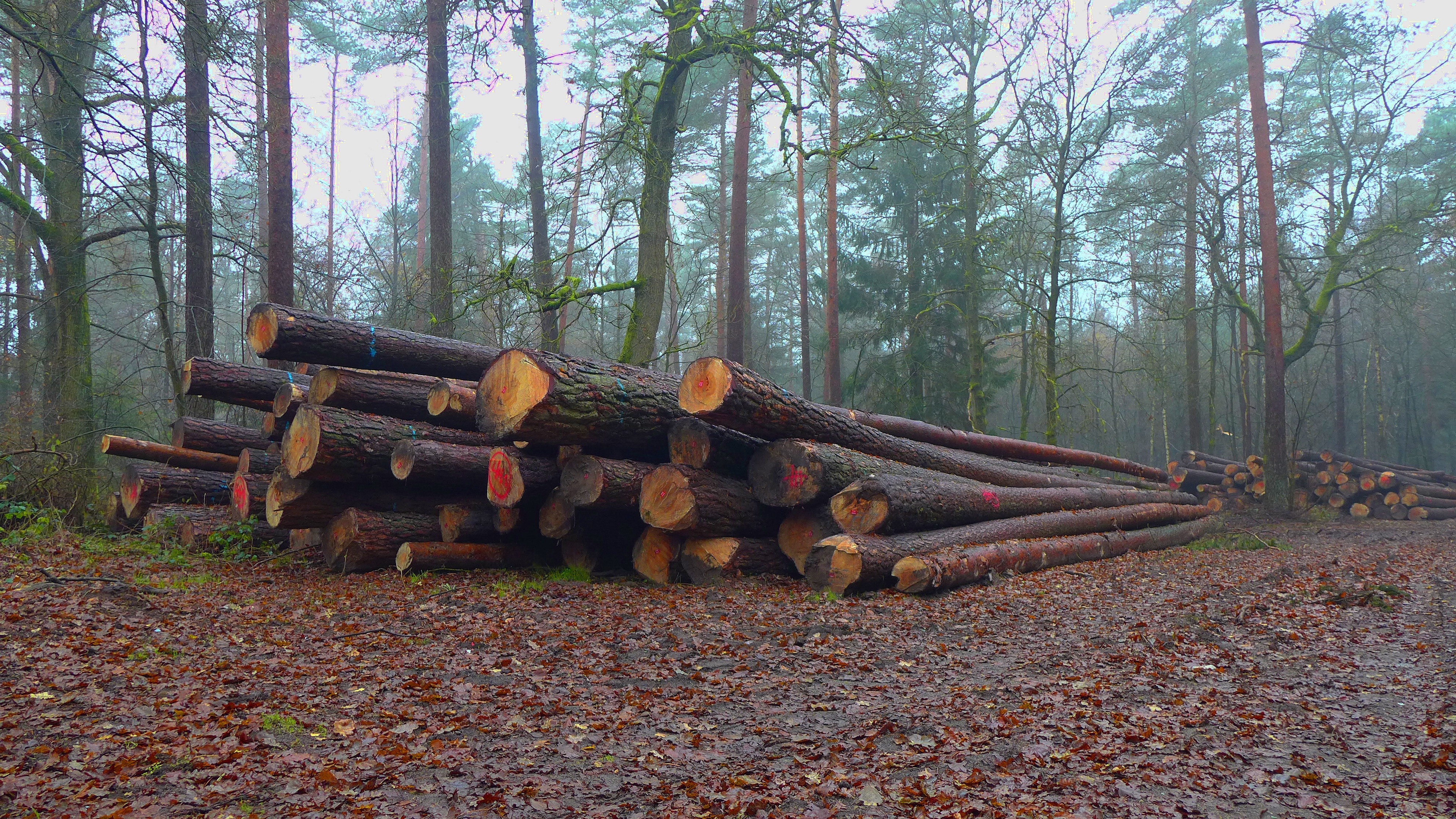 Baumstämme bei Stübeckshorn
