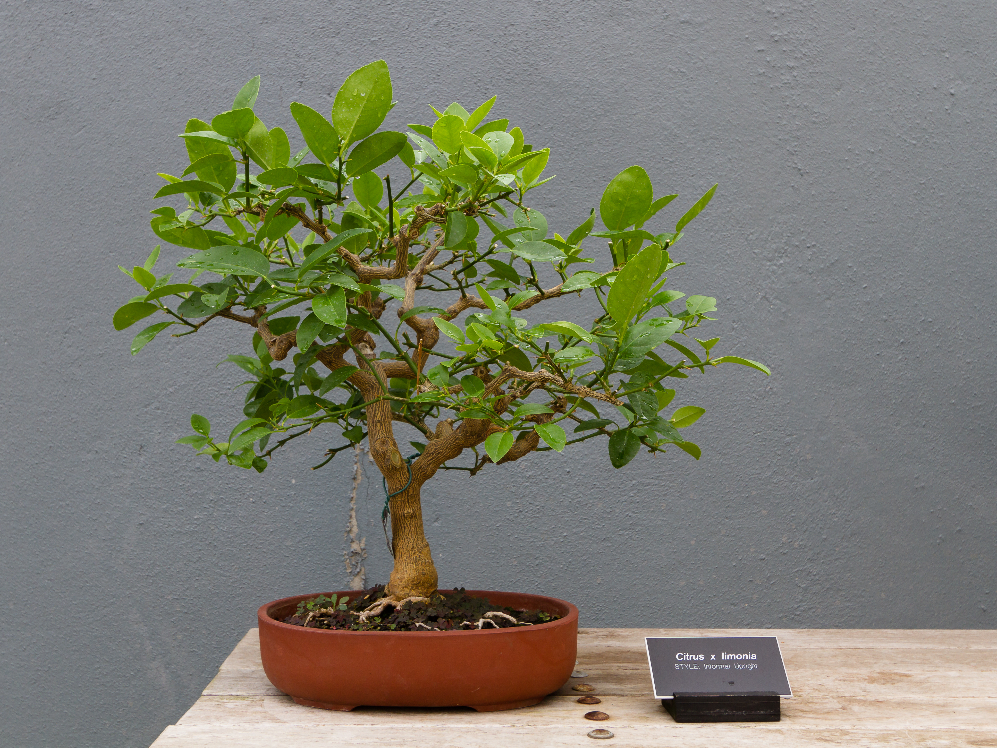 BBG - Citrus x limonia - Informal upright