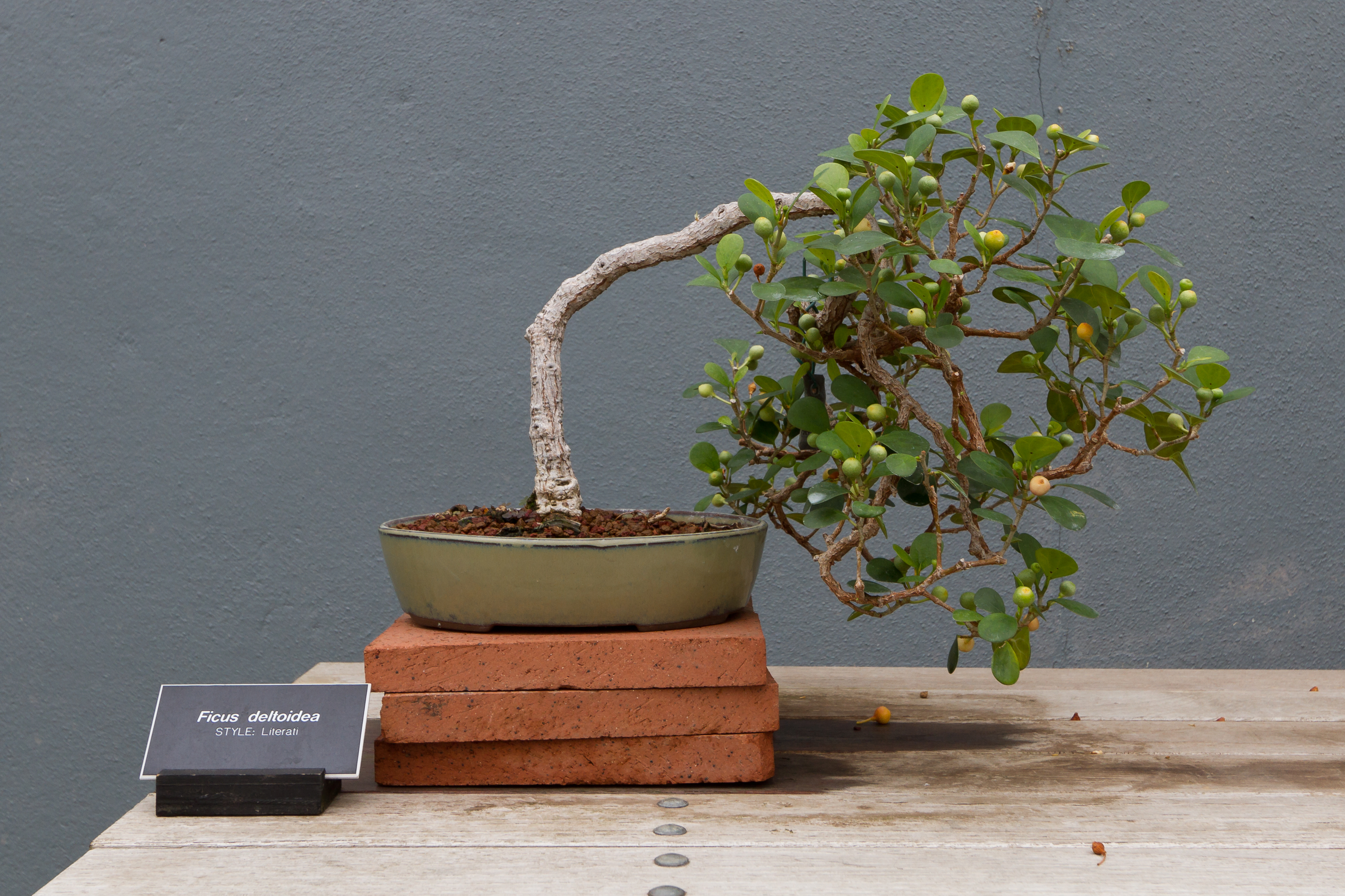 BBG - Ficus deltoidea - Literati