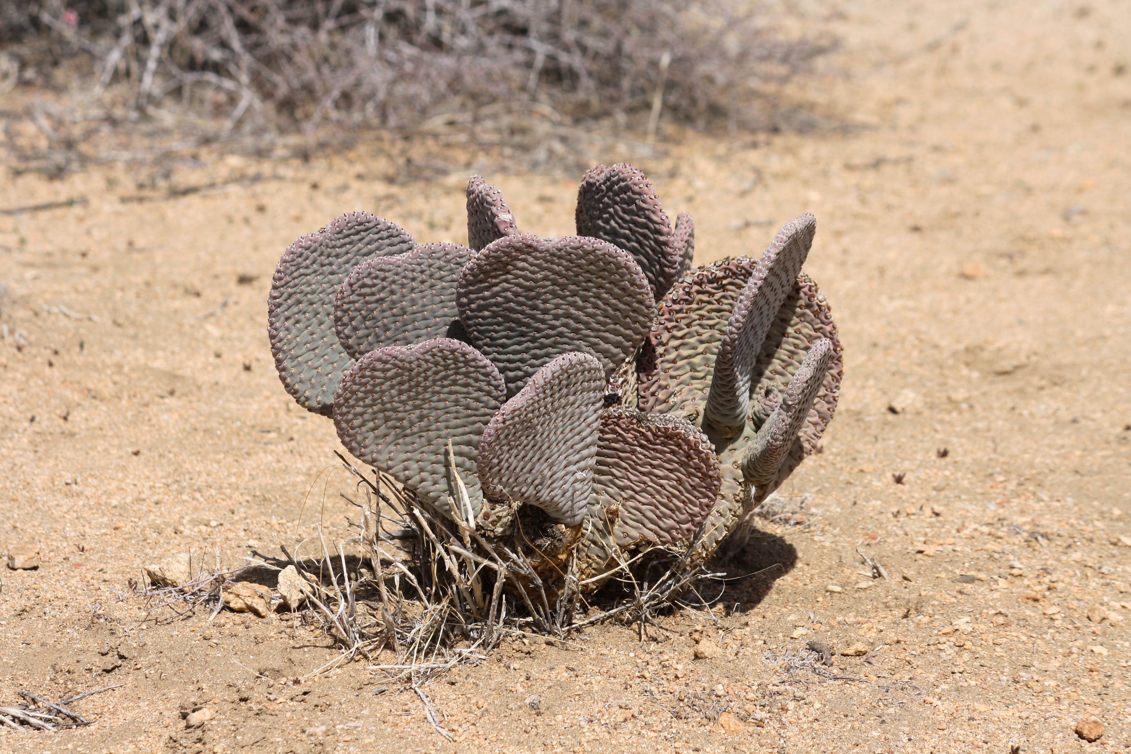 Beavertail Cactus