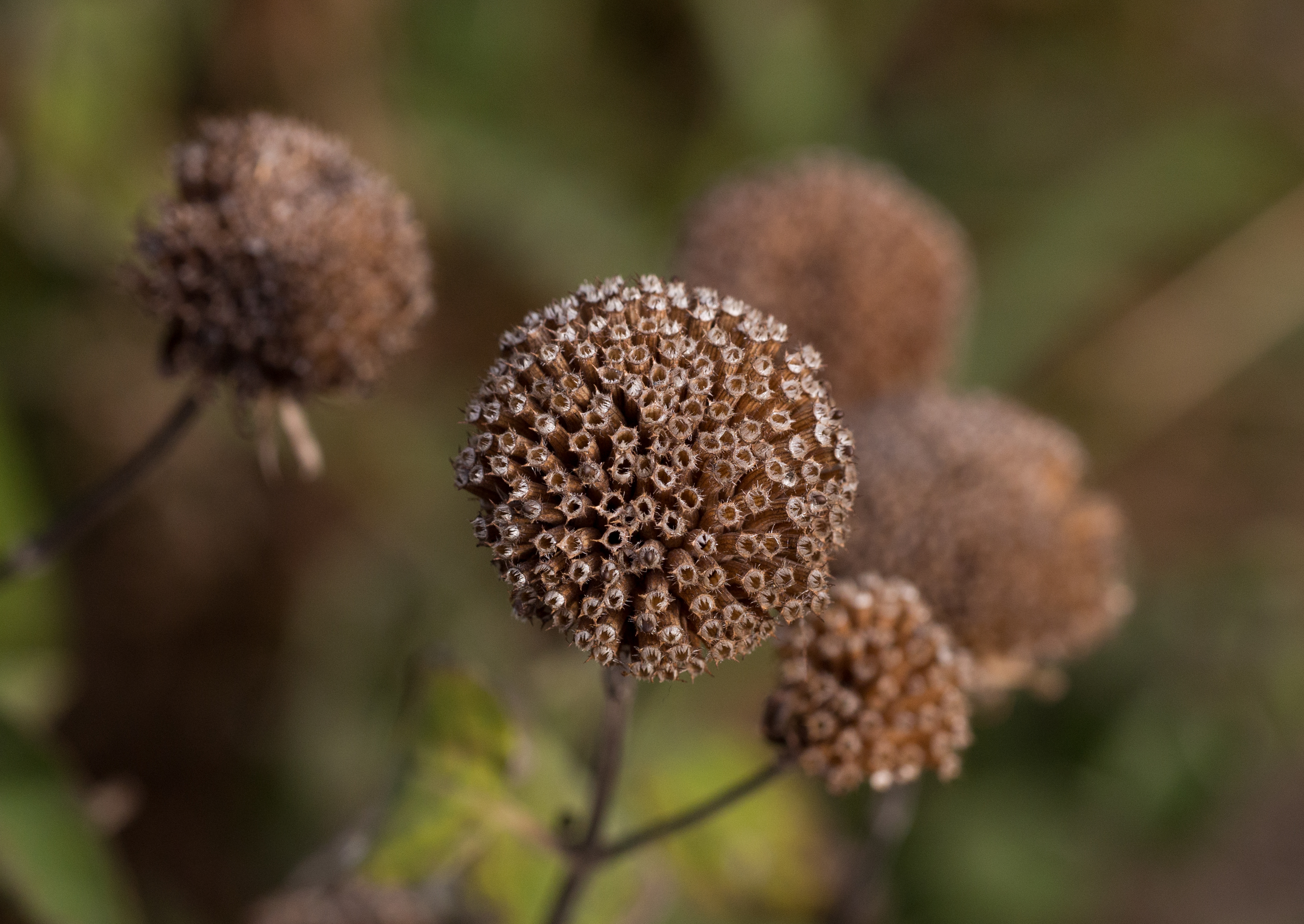 Bee balm seedhead (70424)