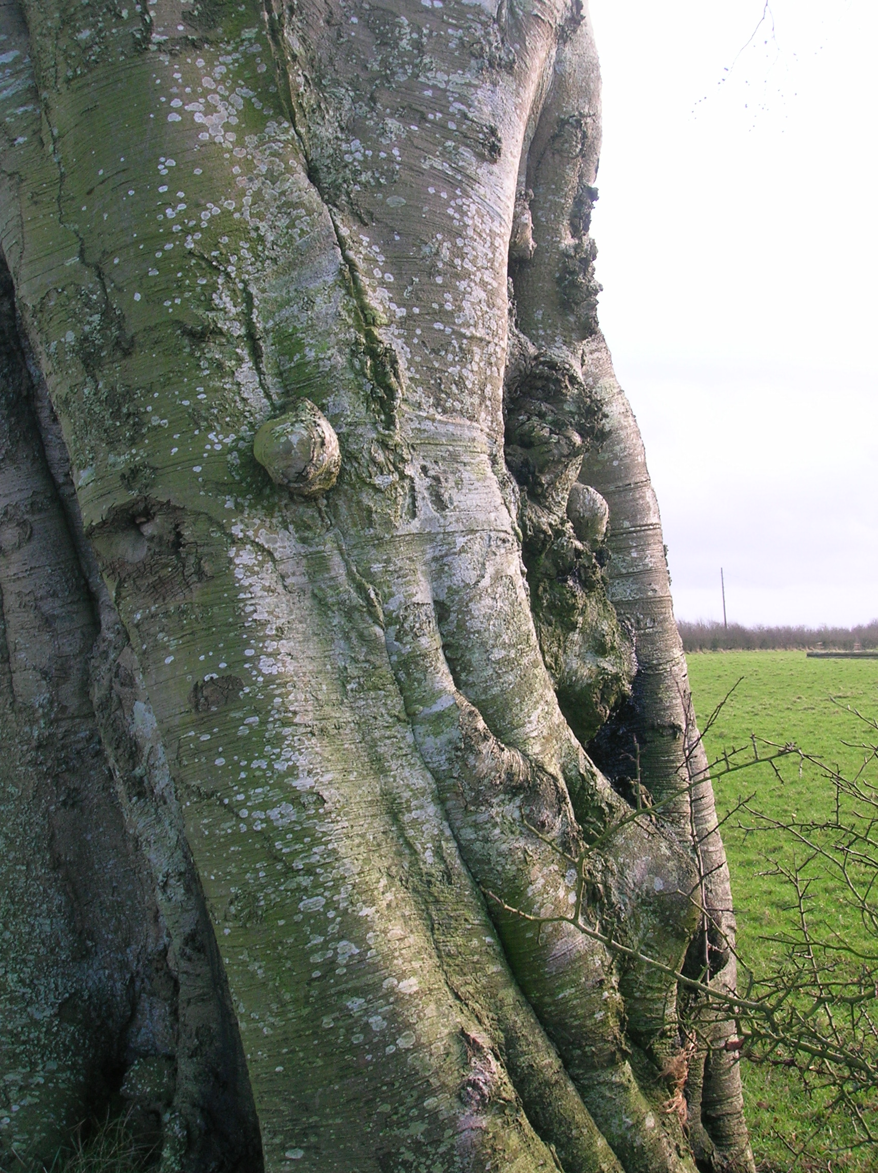 Beech bark burrs and canker