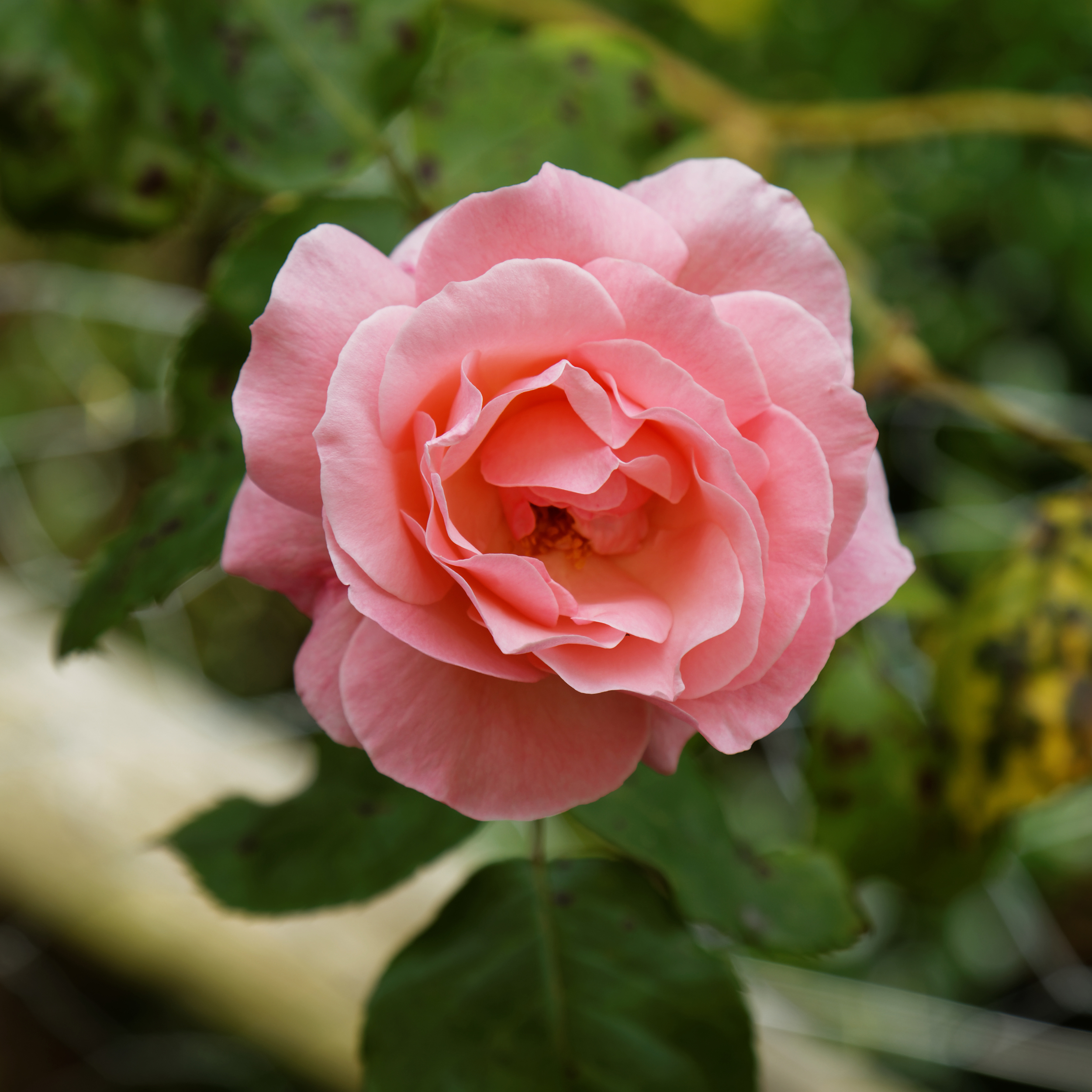 Beer garden pink rose at Staplefield, West Sussex, England