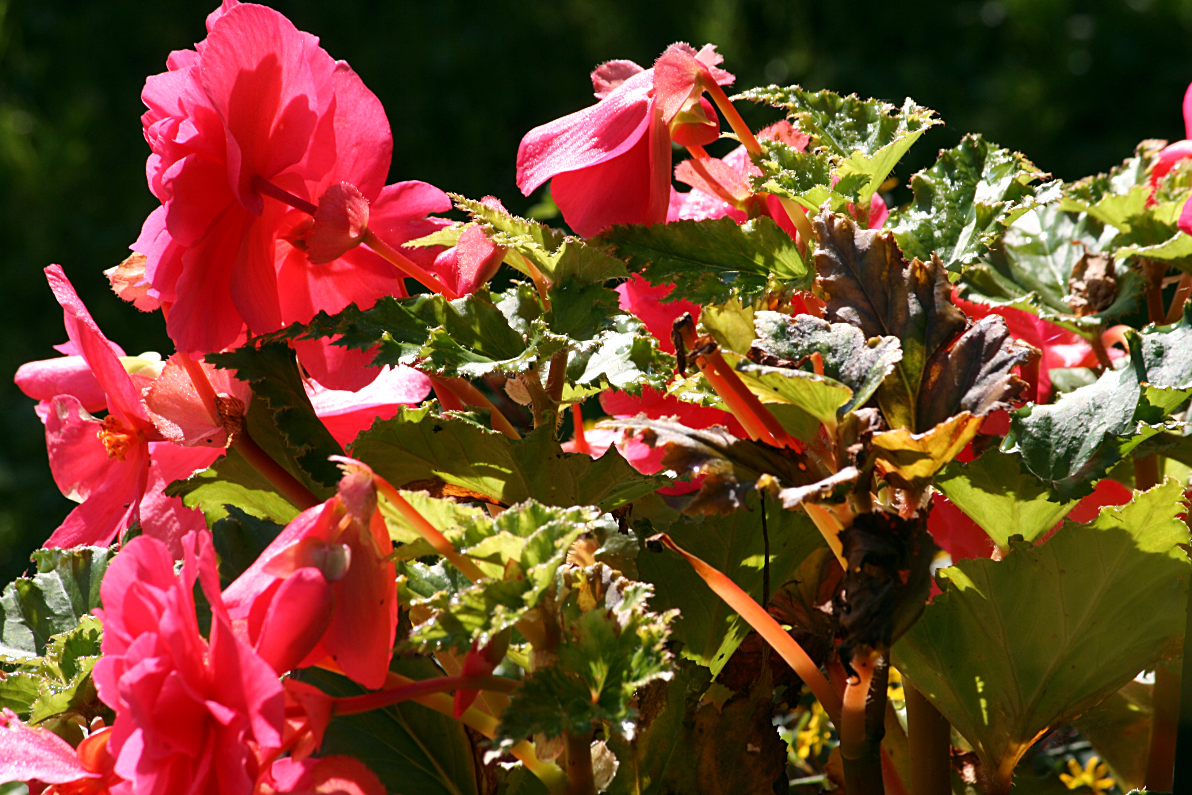 Begonia IMG 7717