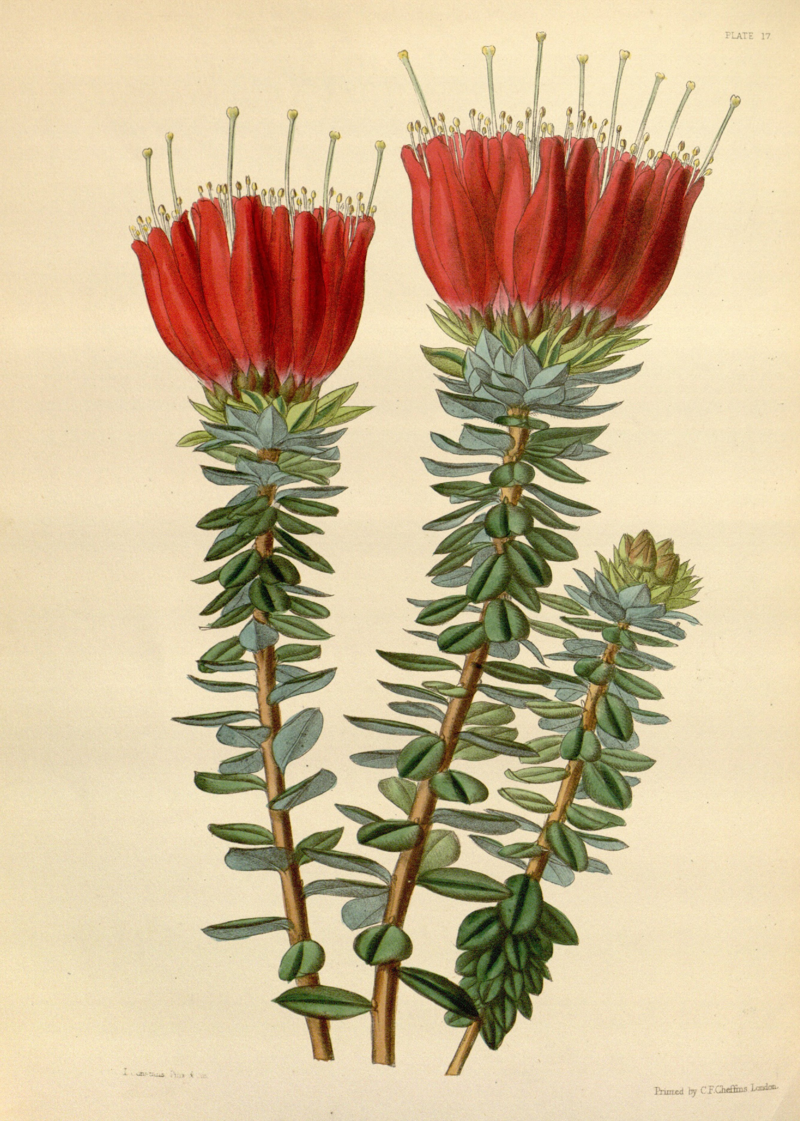 Bejaria aestuans Paxton 17