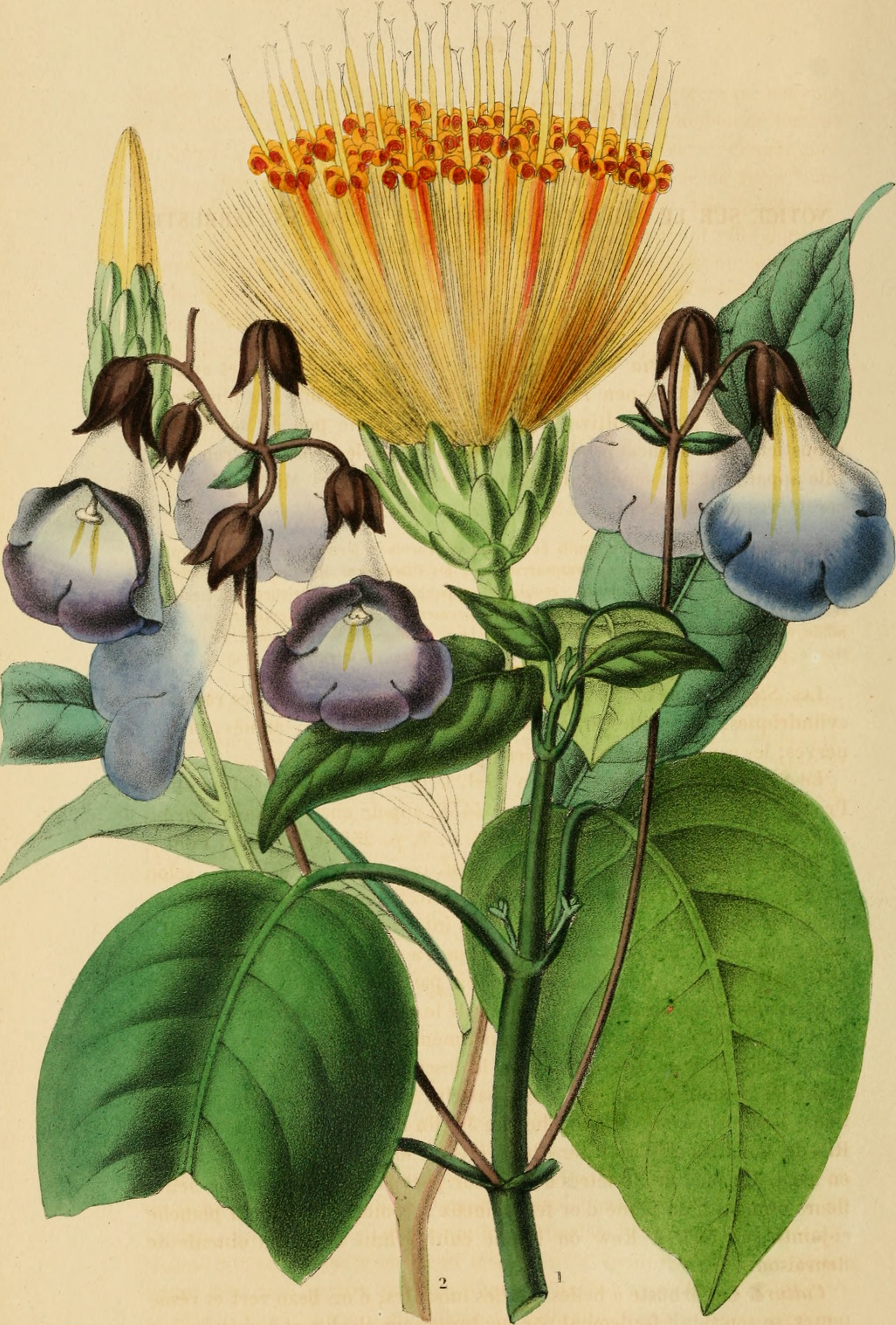 Belgique horticole (19741405894)