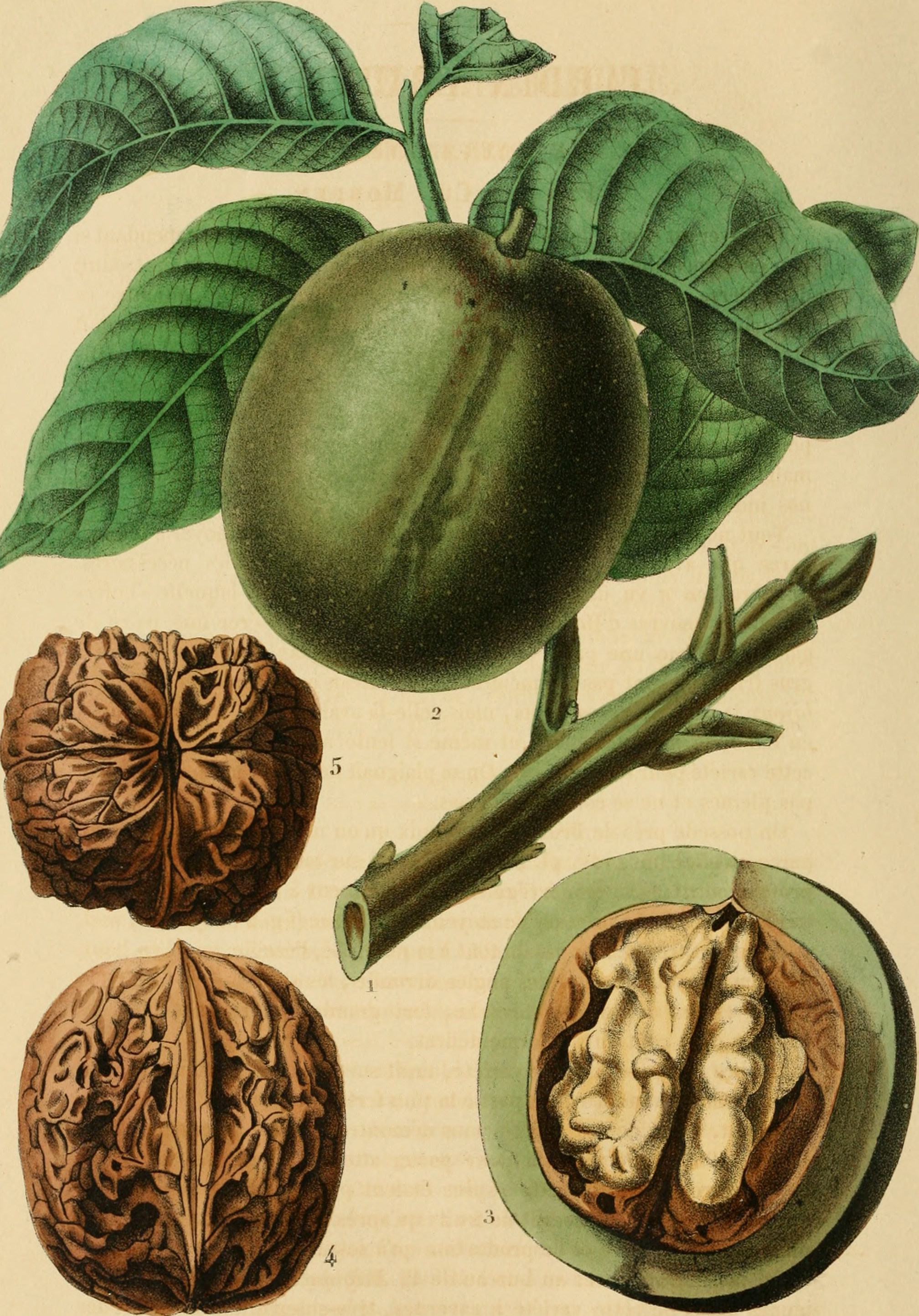 Belgique horticole (19741438504)