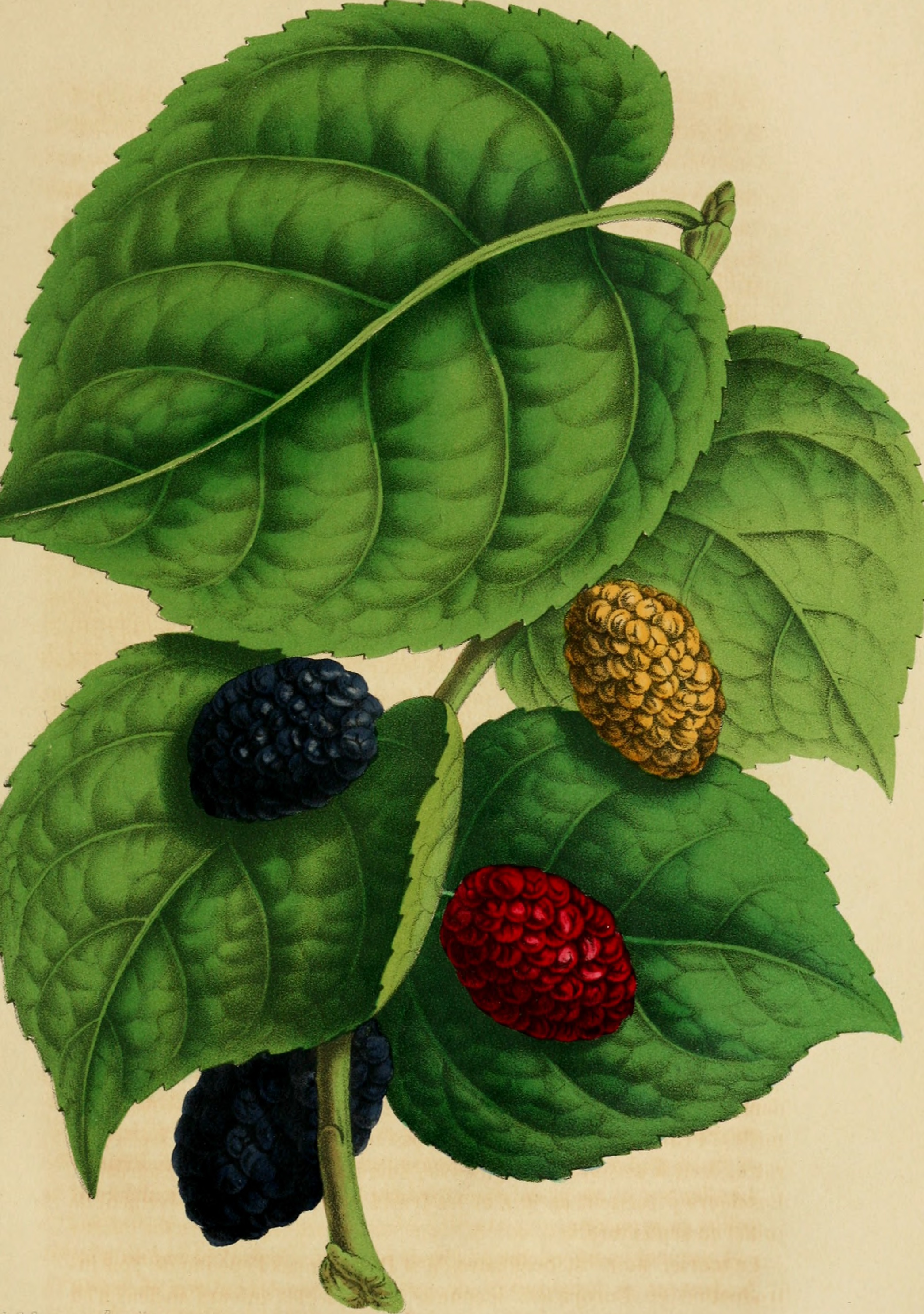 Belgique horticole (19741503224)