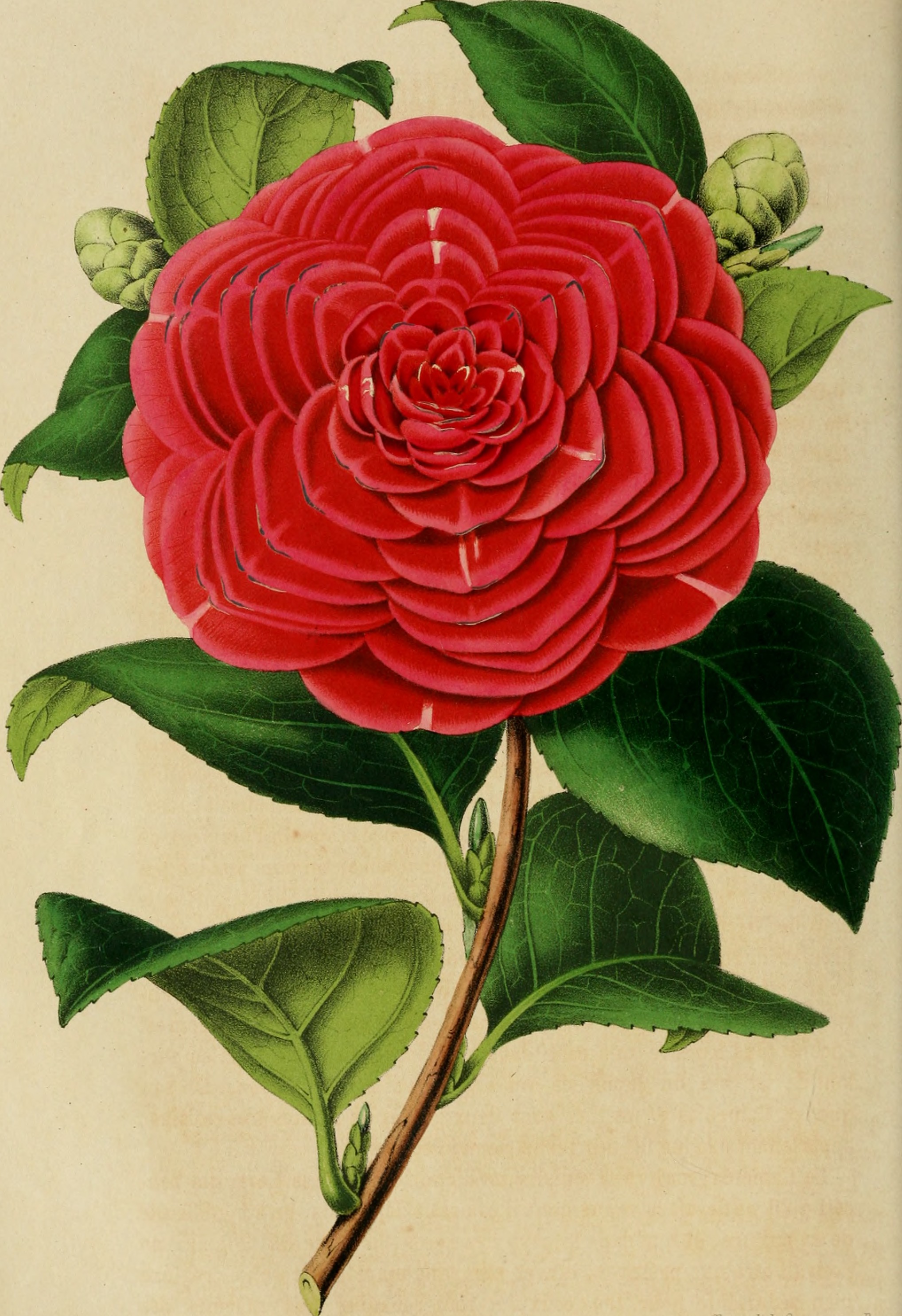 Belgique horticole (19743137513)