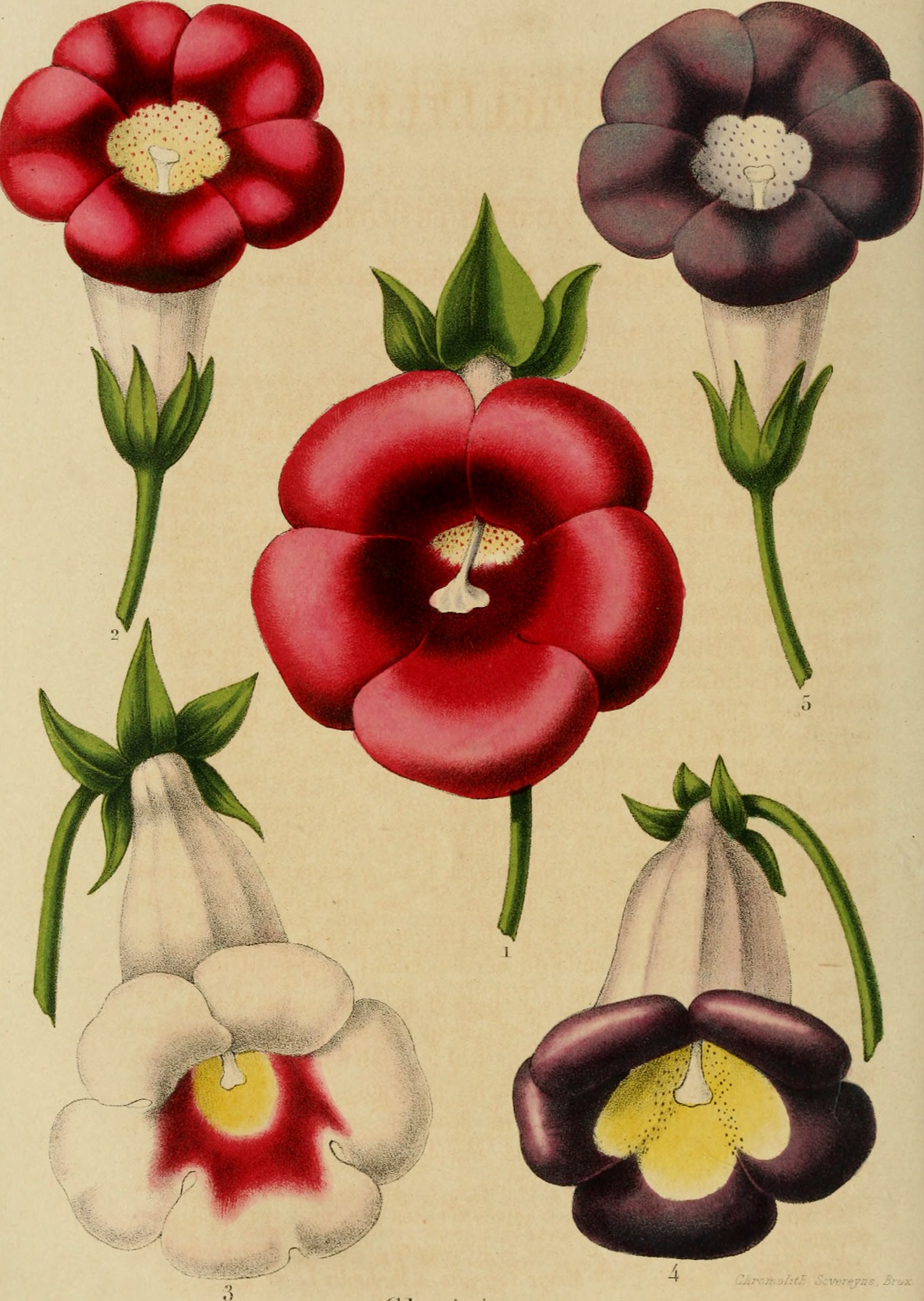 Belgique horticole (19743150533)