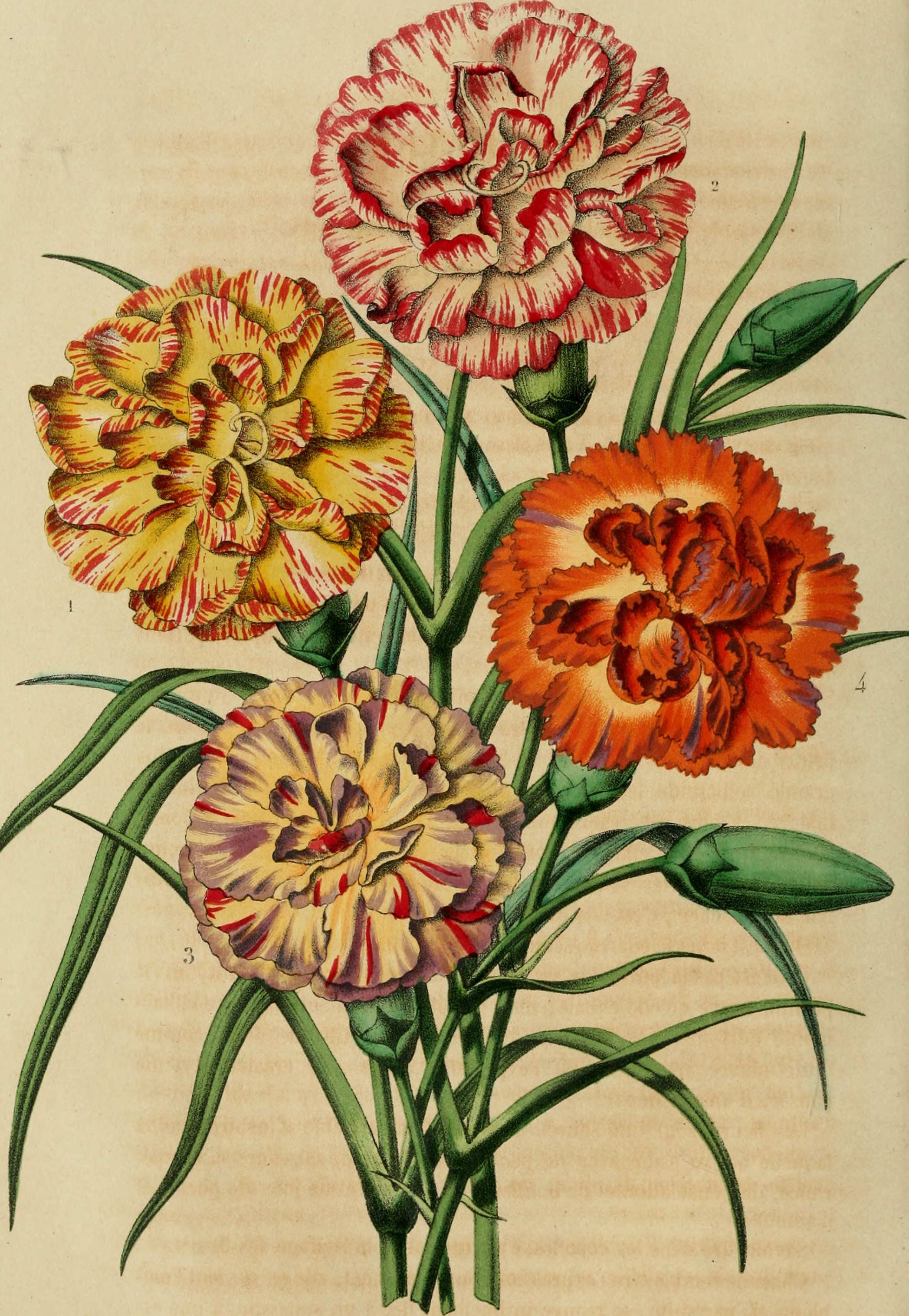 Belgique horticole (19743196213)