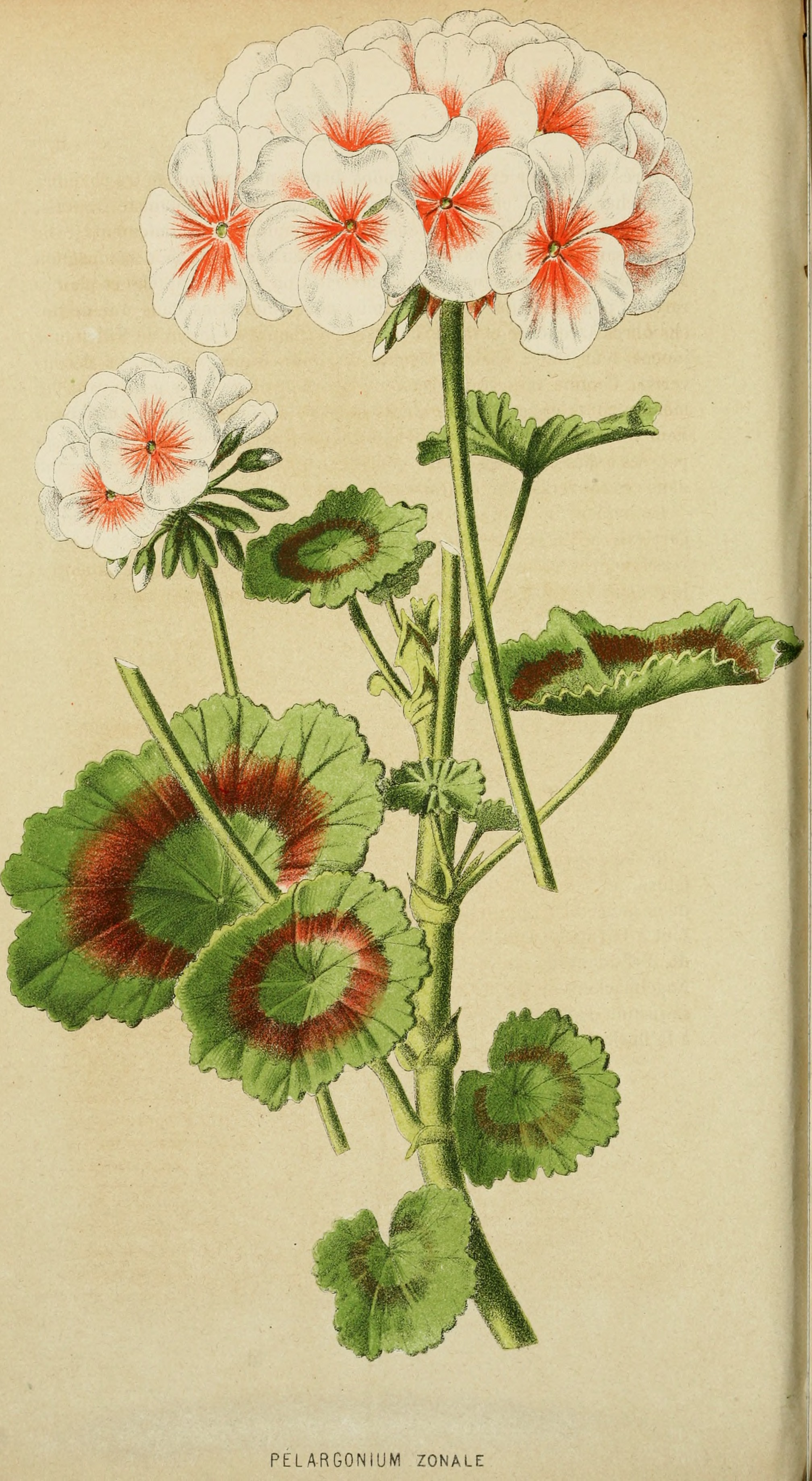 Belgique horticole (20175974080)
