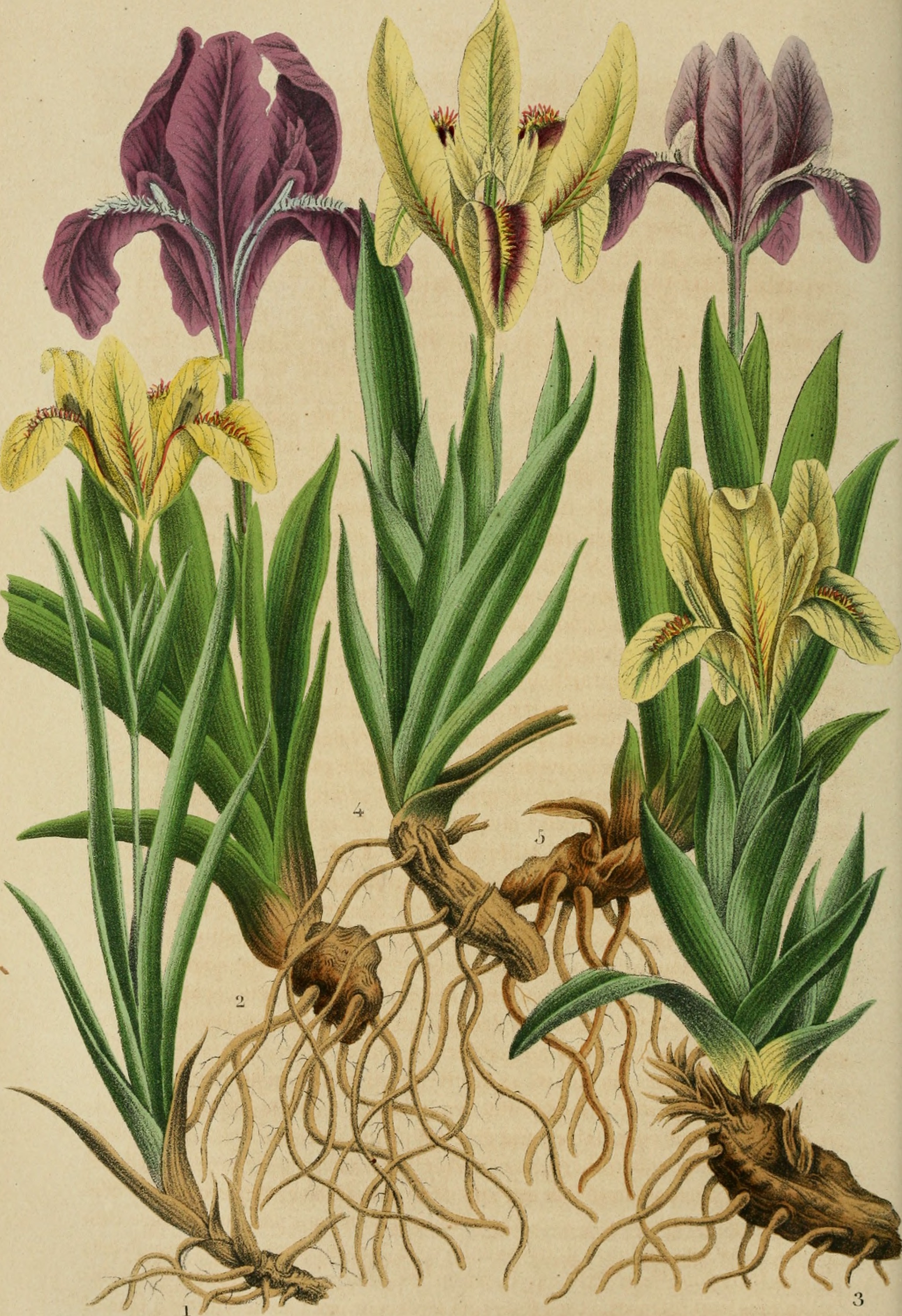 Belgique horticole (20176000220)