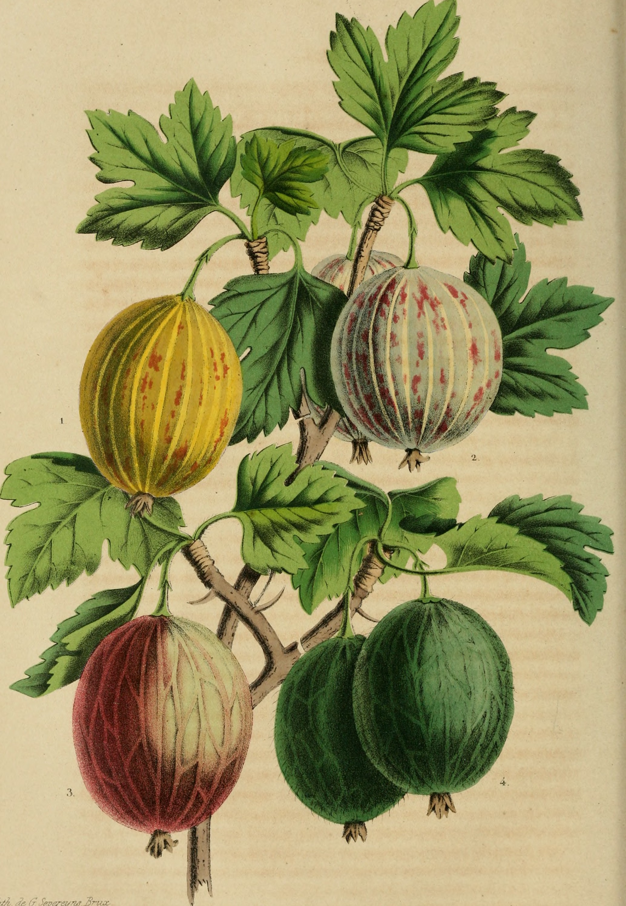Belgique horticole (20176018918)
