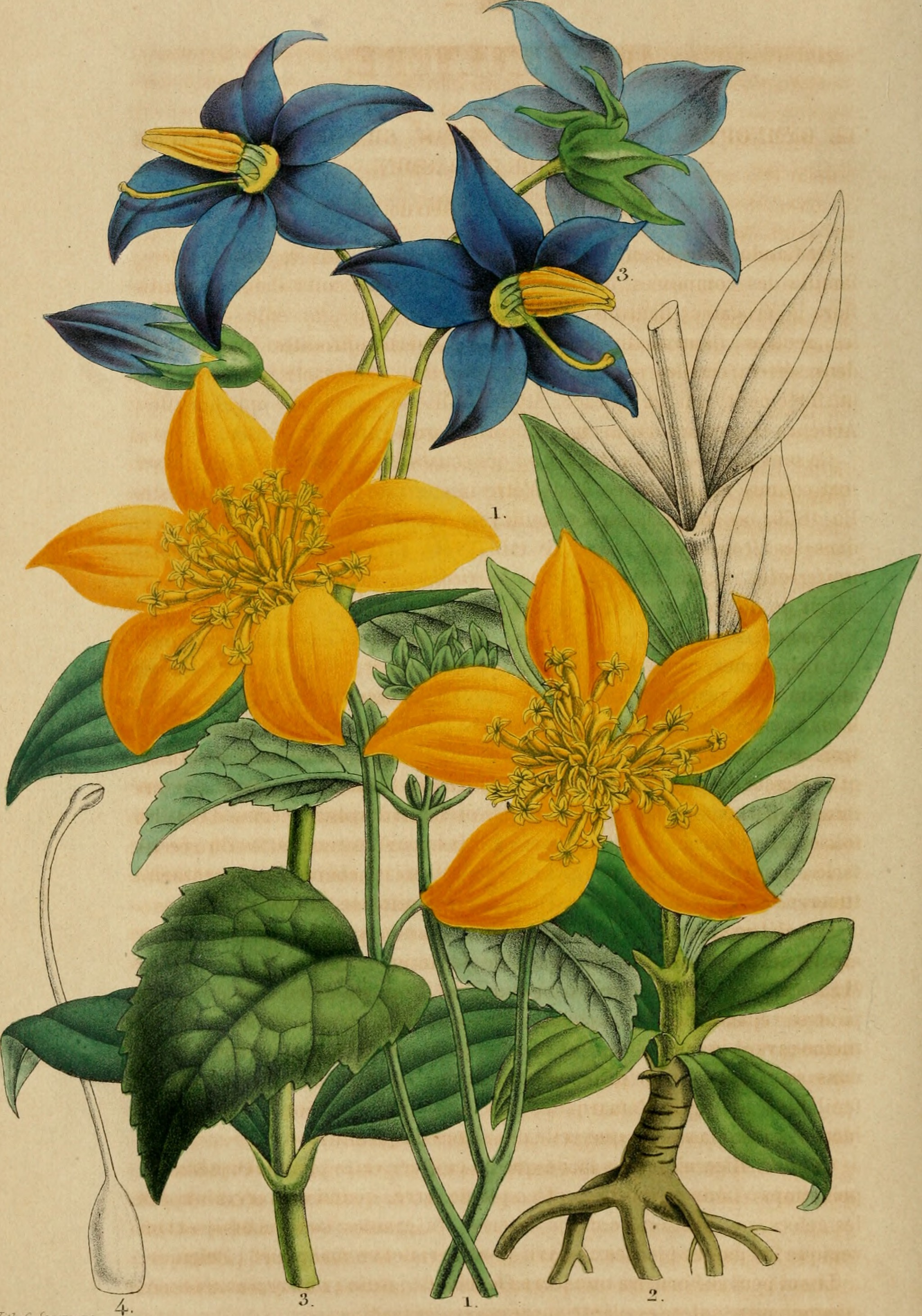 Belgique horticole (20176043180)