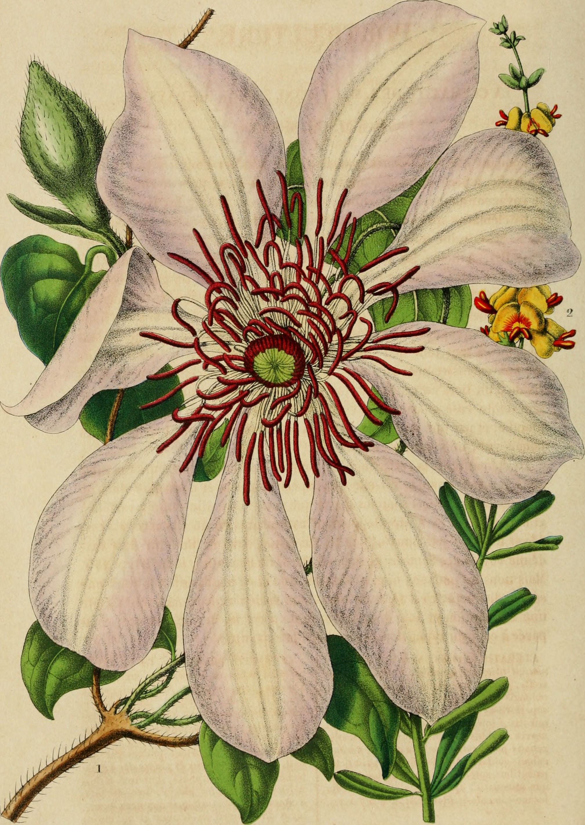 Belgique horticole (20177384829)