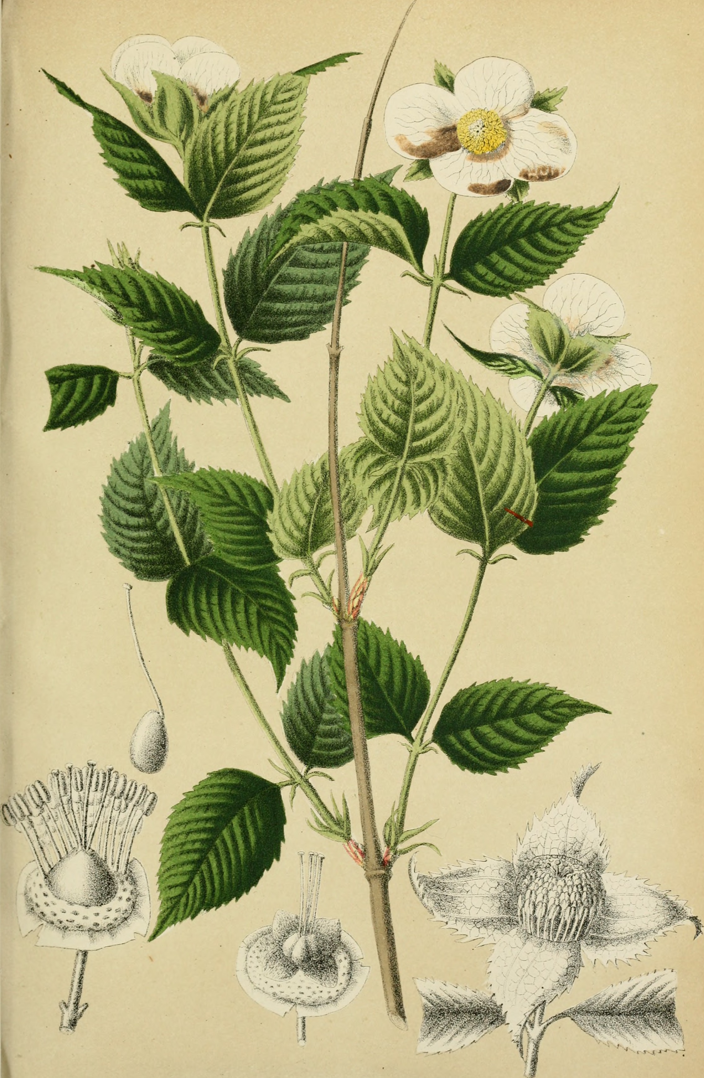 Belgique horticole (20177415719)