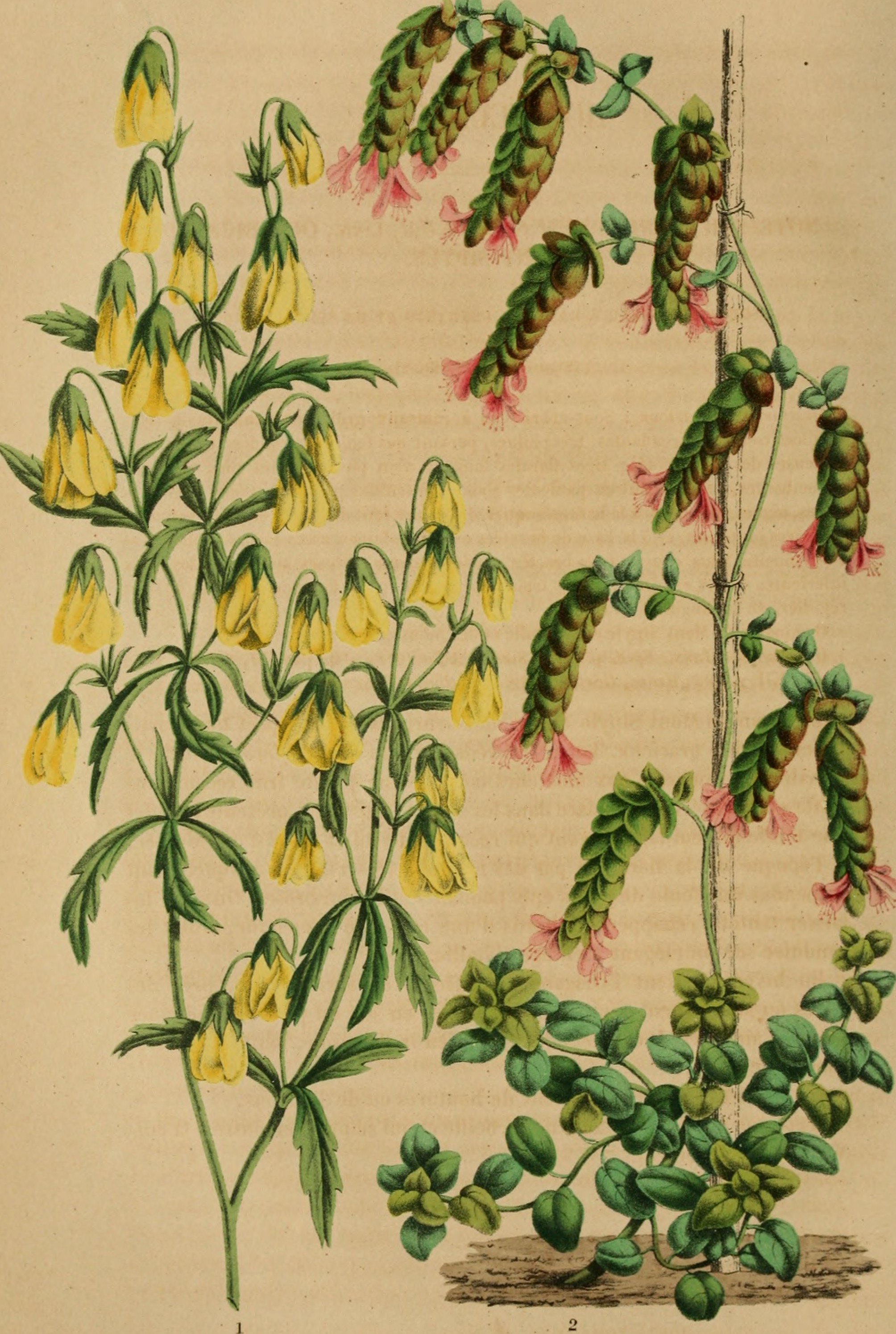 Belgique horticole (20337839126)