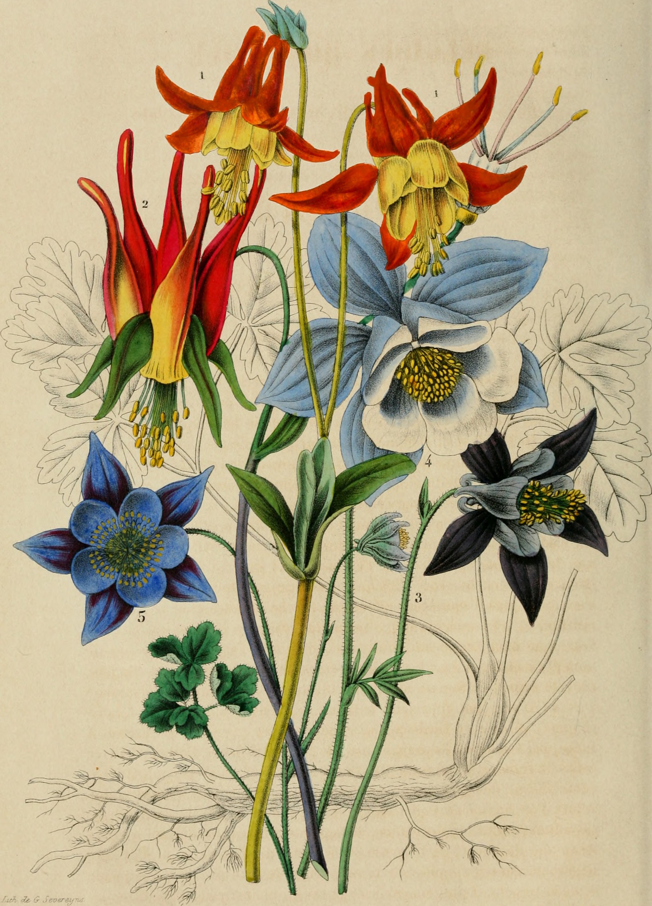 Belgique horticole (20355500752)