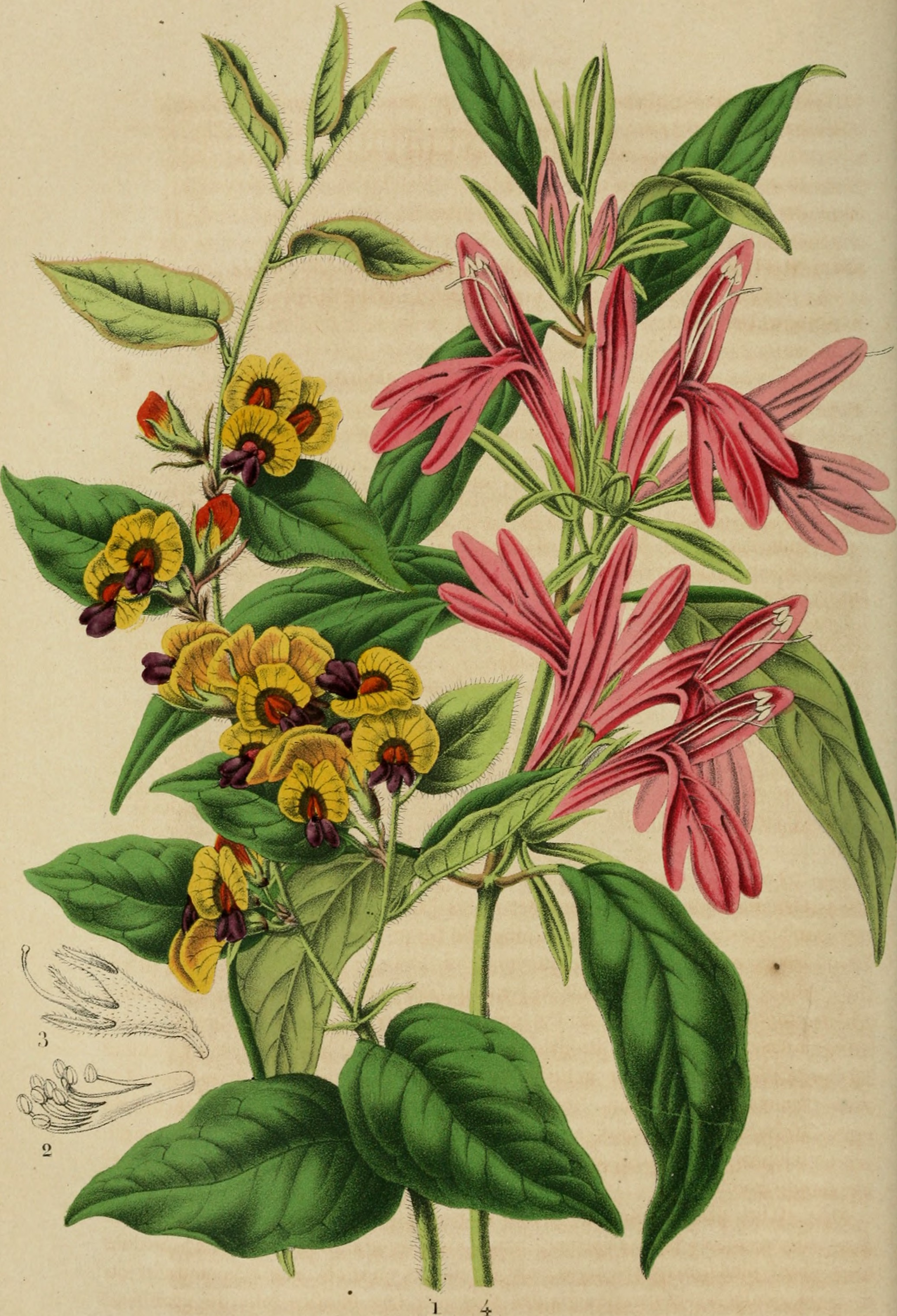 Belgique horticole (20355544342)