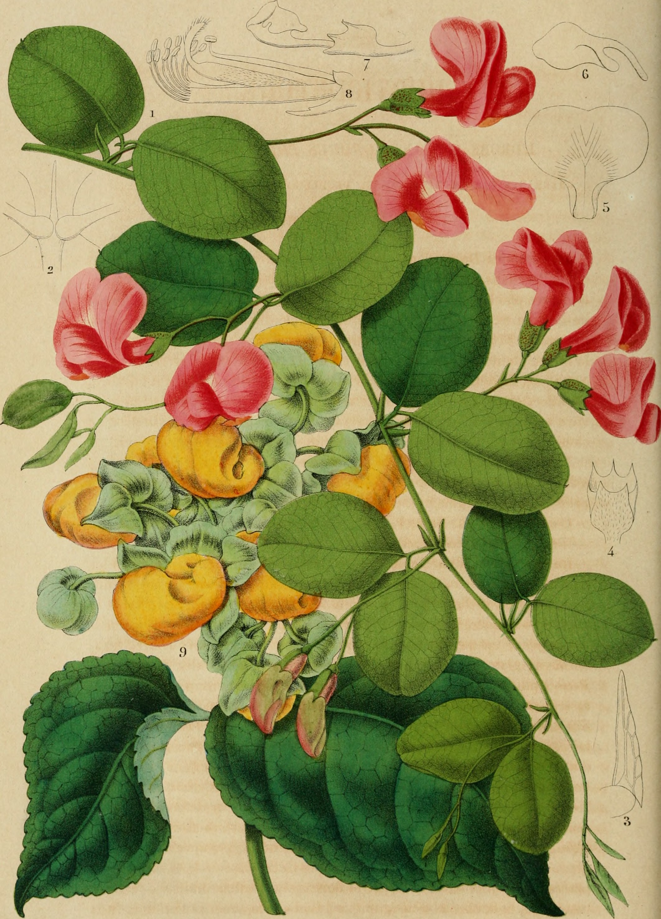 Belgique horticole (20355607412)