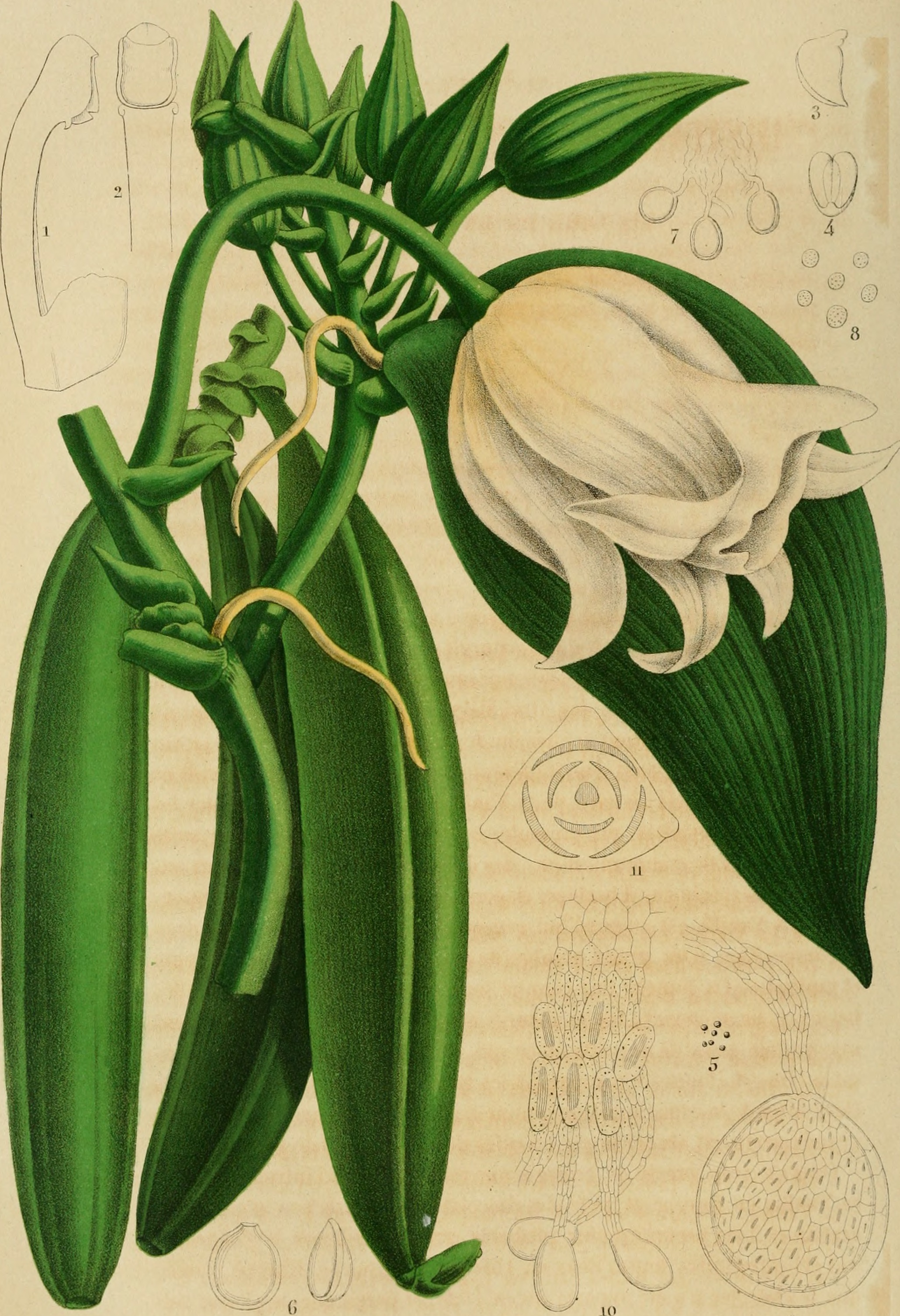 Belgique horticole (20355666642)
