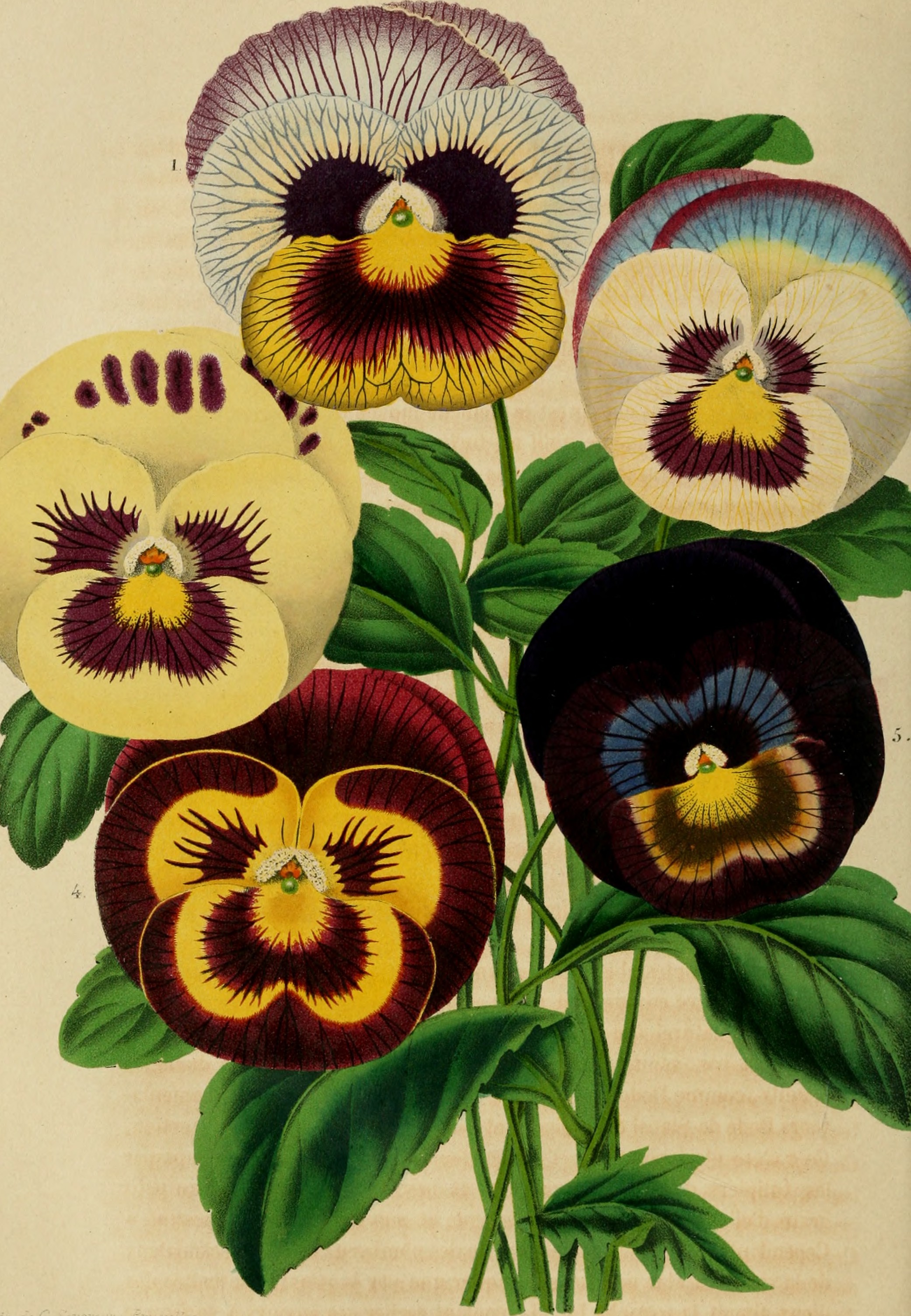 Belgique horticole (20355668482)