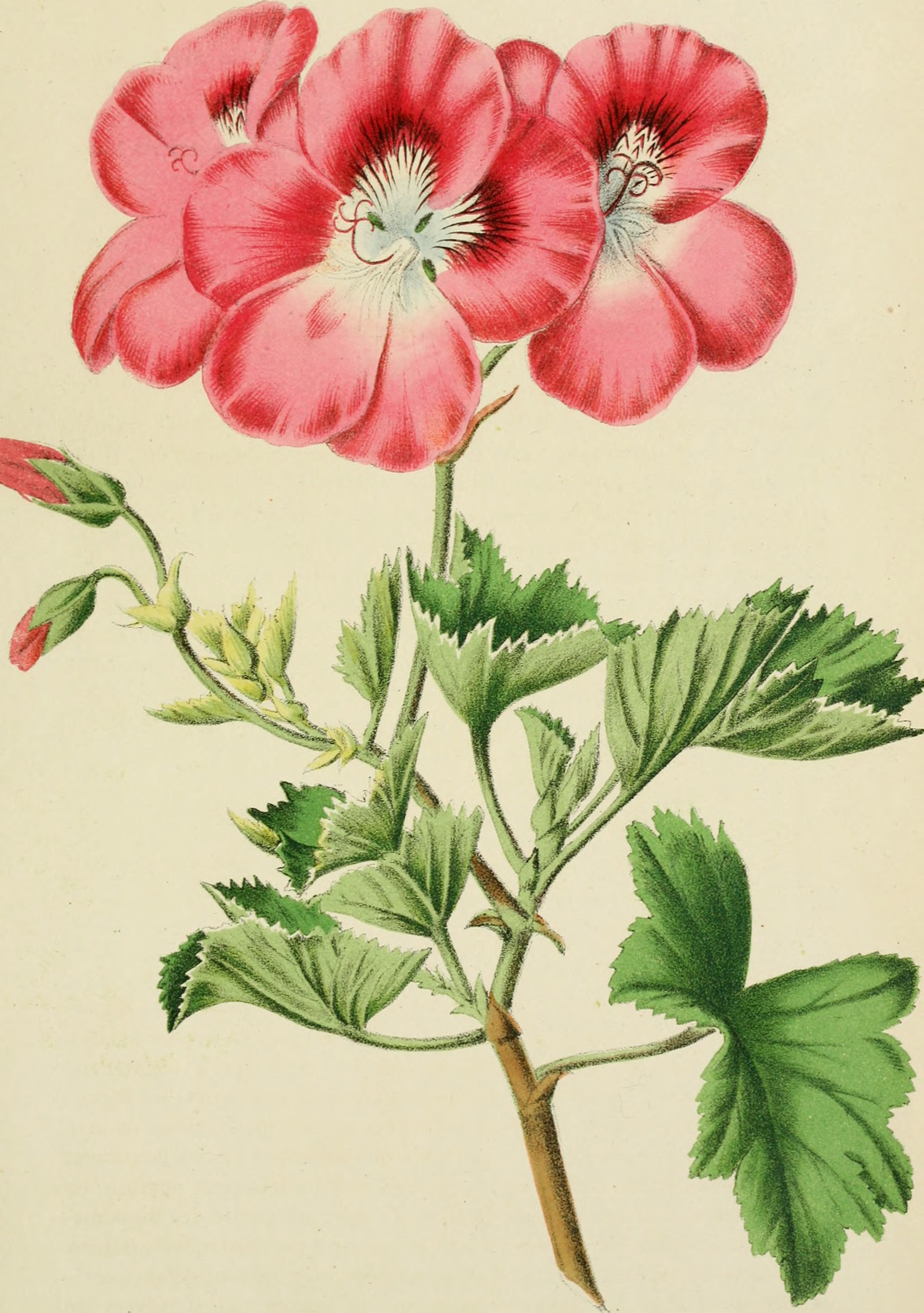 Belgique horticole (20364004265)