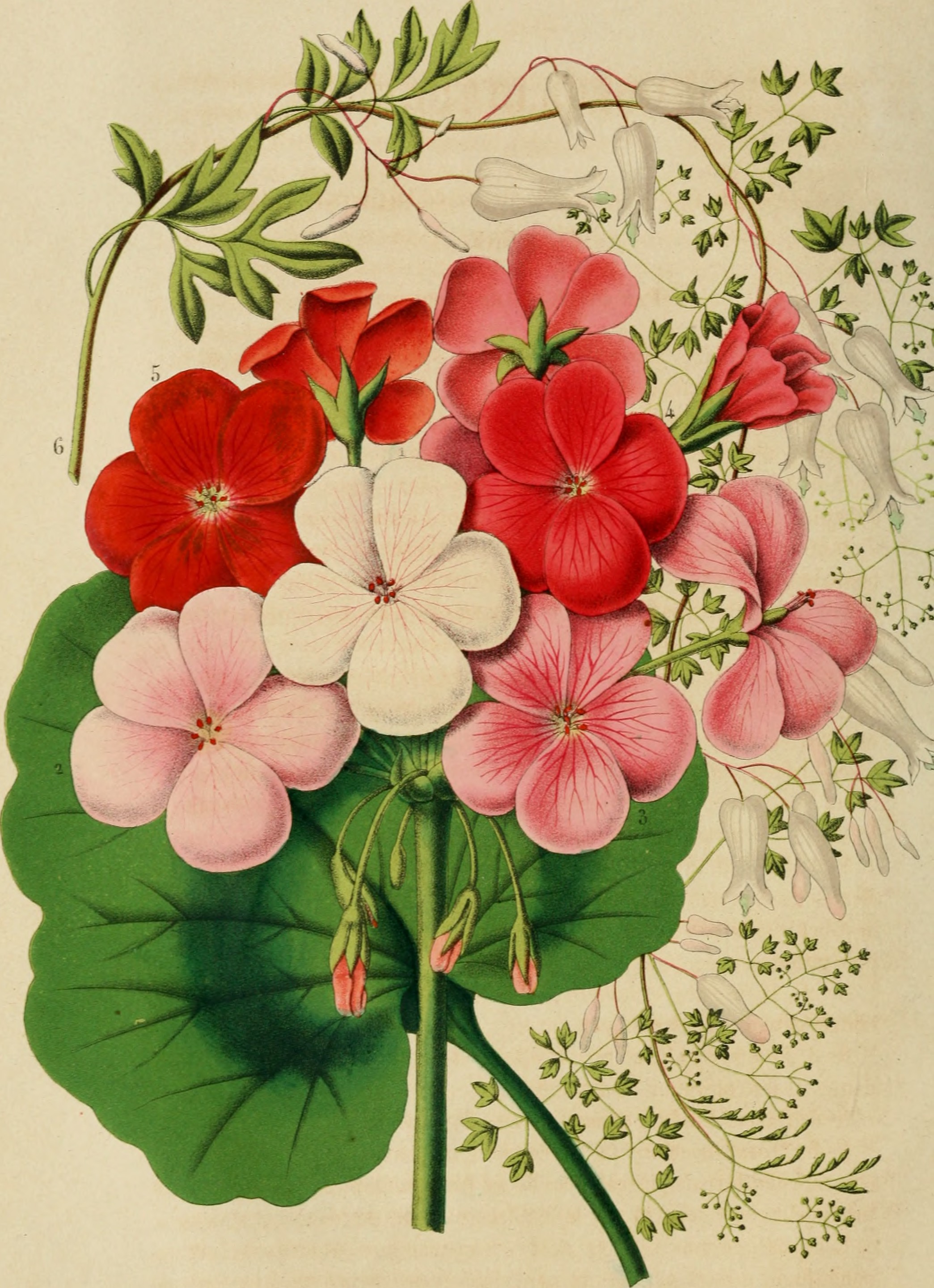 Belgique horticole (20364032775)