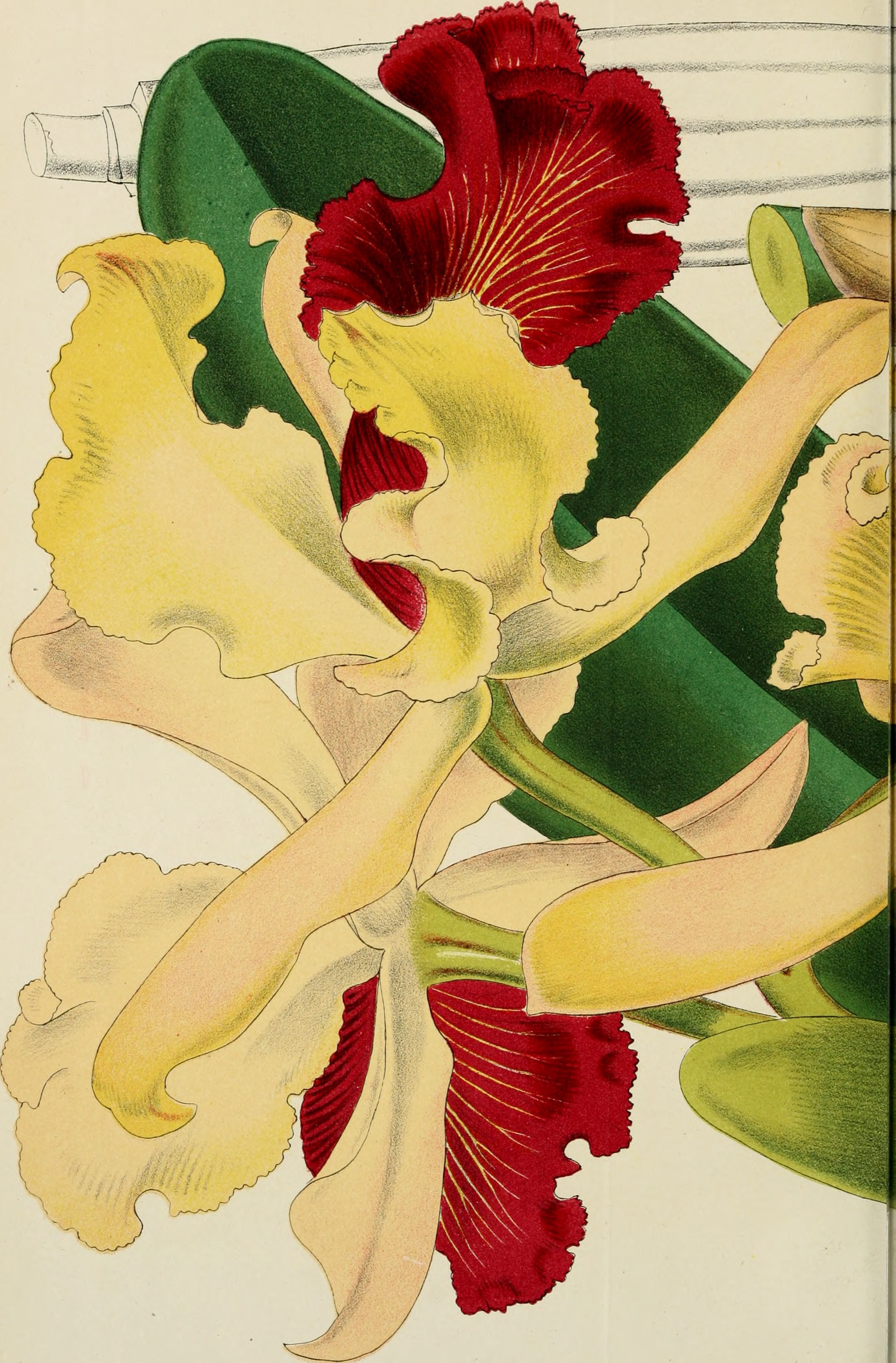 Belgique horticole (20364044955)