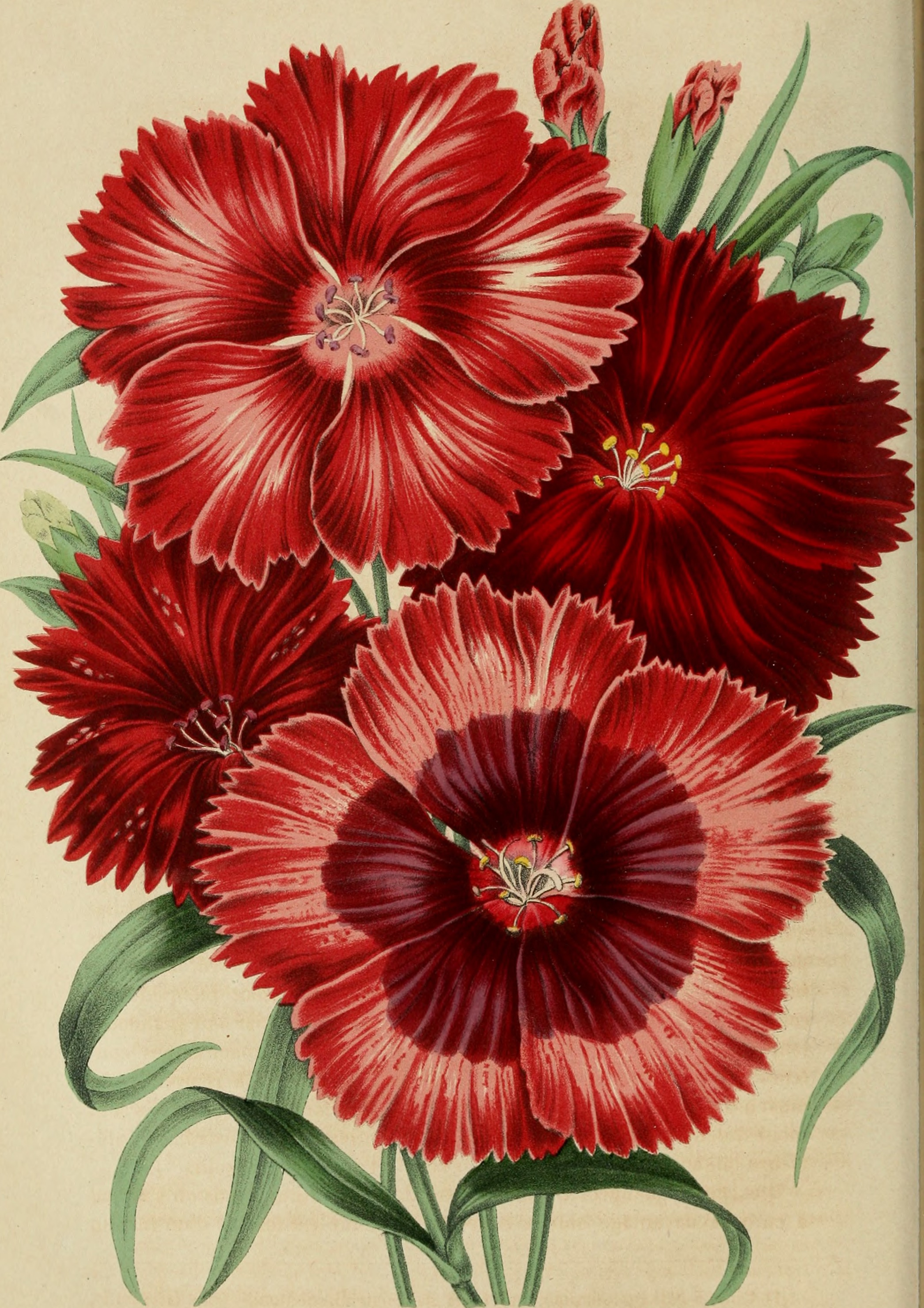 Belgique horticole (20364066845)