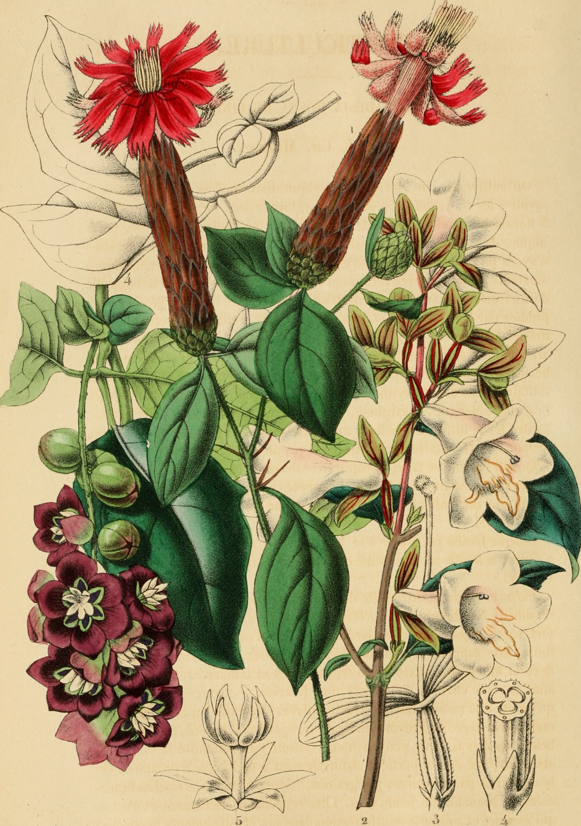 Belgique horticole (20370225541)