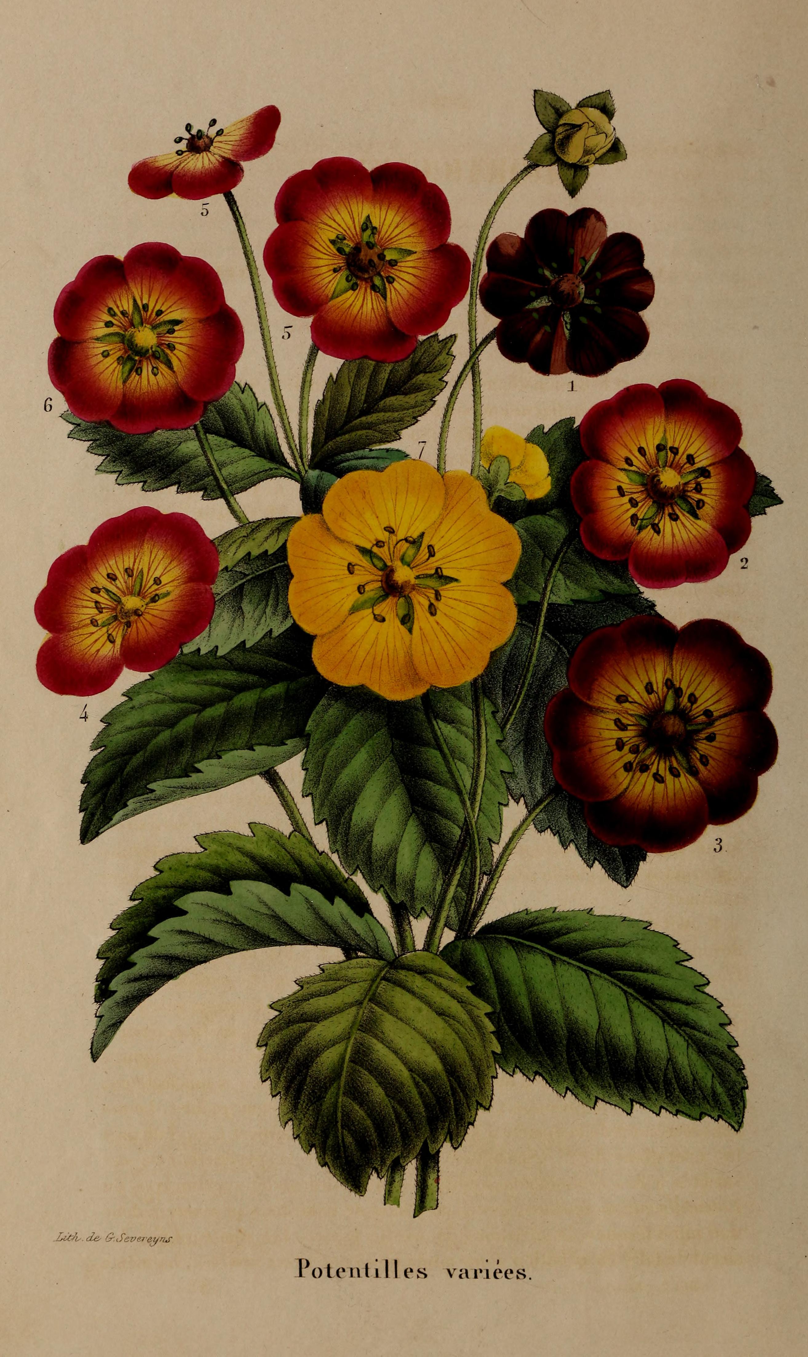 Belgique horticole (Plate (17)) BHL42945844